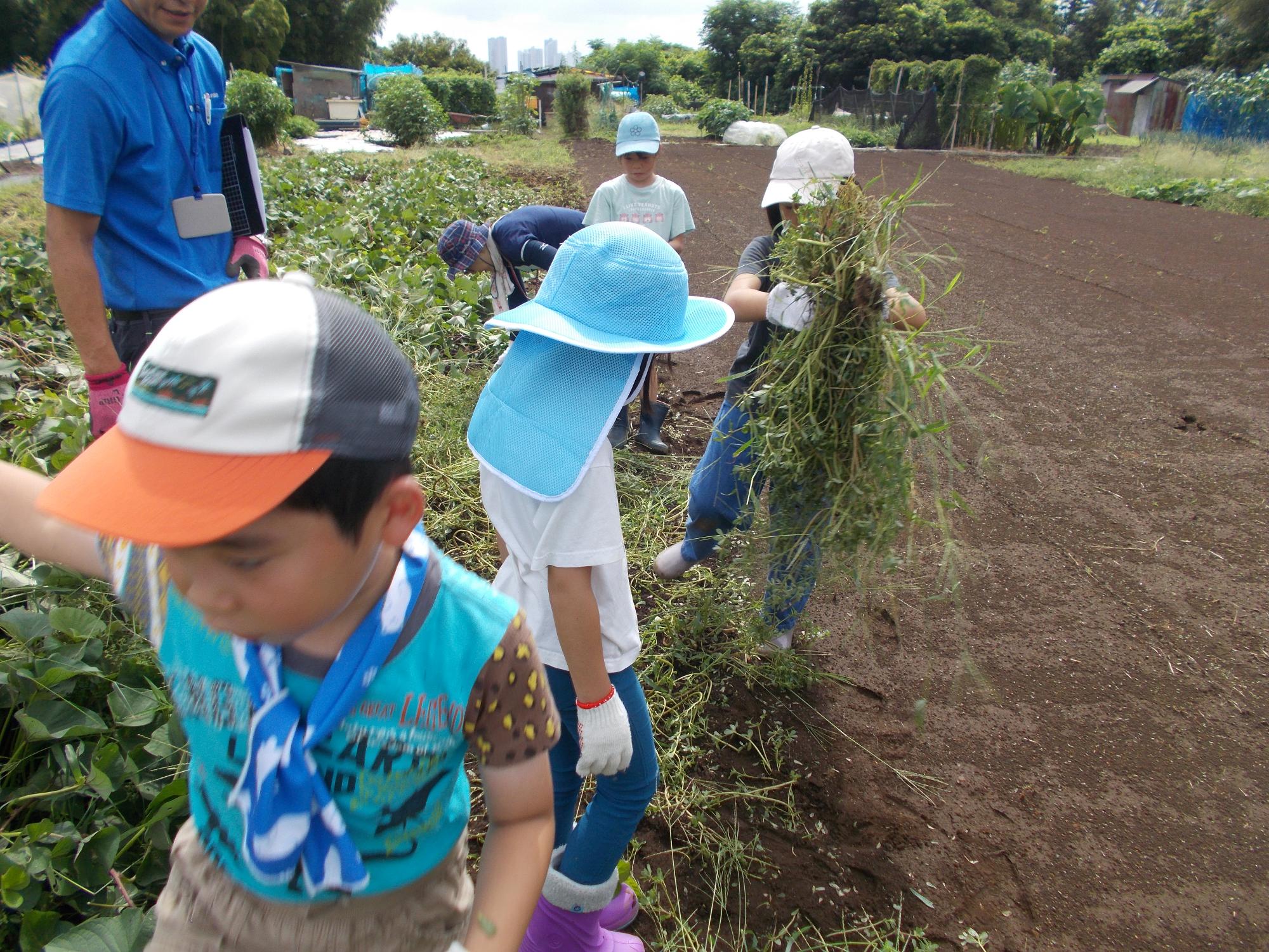 子どもたちが雑草を運んでいる写真