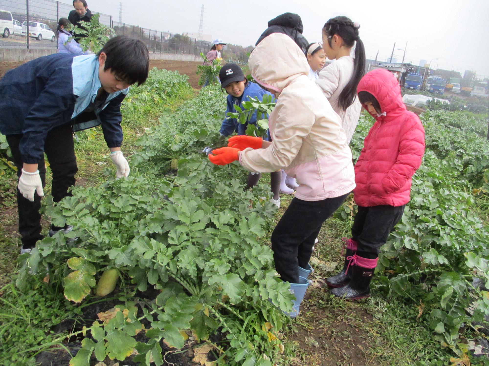 子どもたちがどの大根をぬこうか選んでいる写真