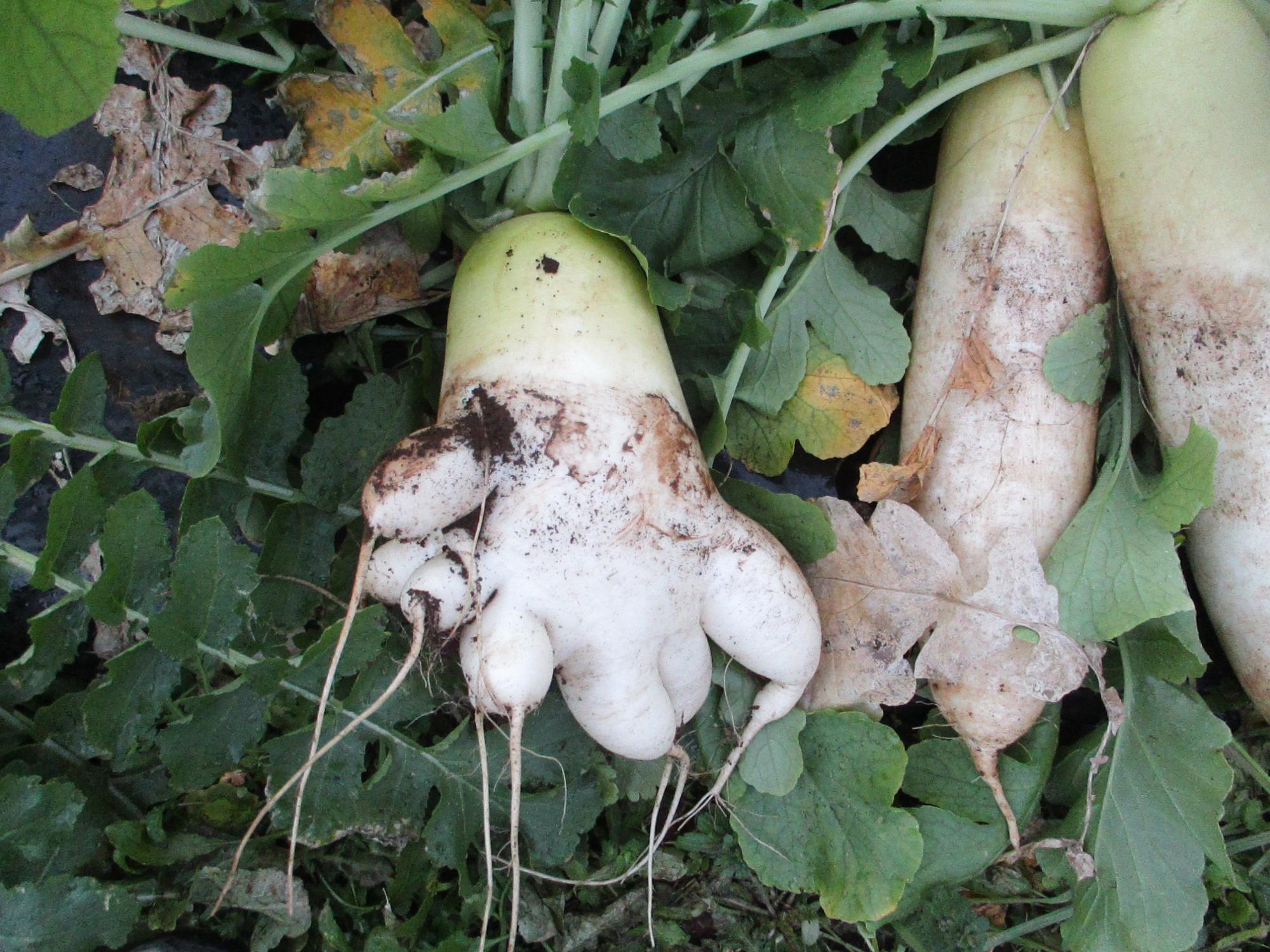 面白い形の大根の写真