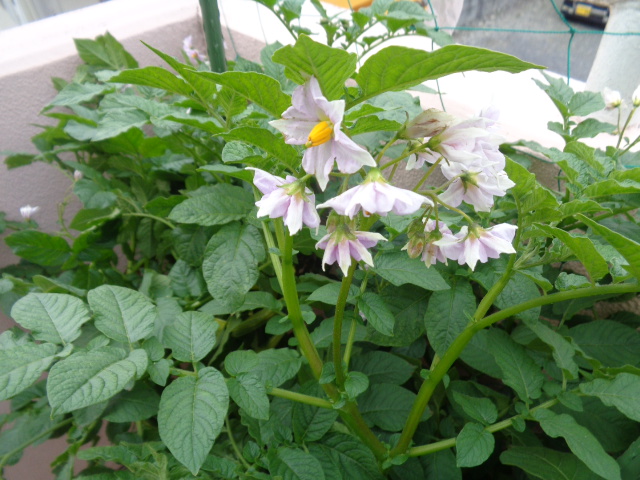 じゃがいもの花