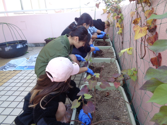 プランターで育てたさつま芋を収穫している写真