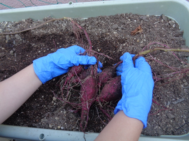 収穫できたさつま芋の写真