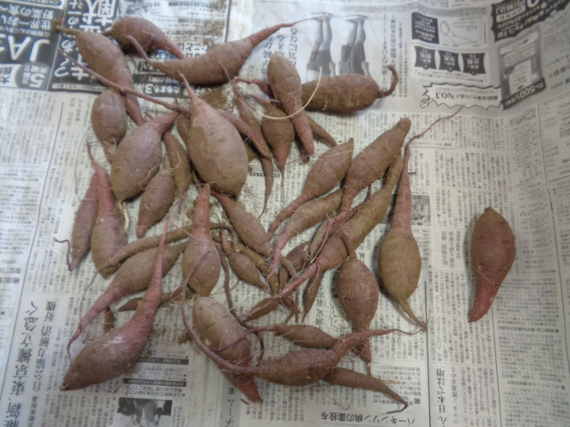 たくさん収穫できたさつま芋の写真