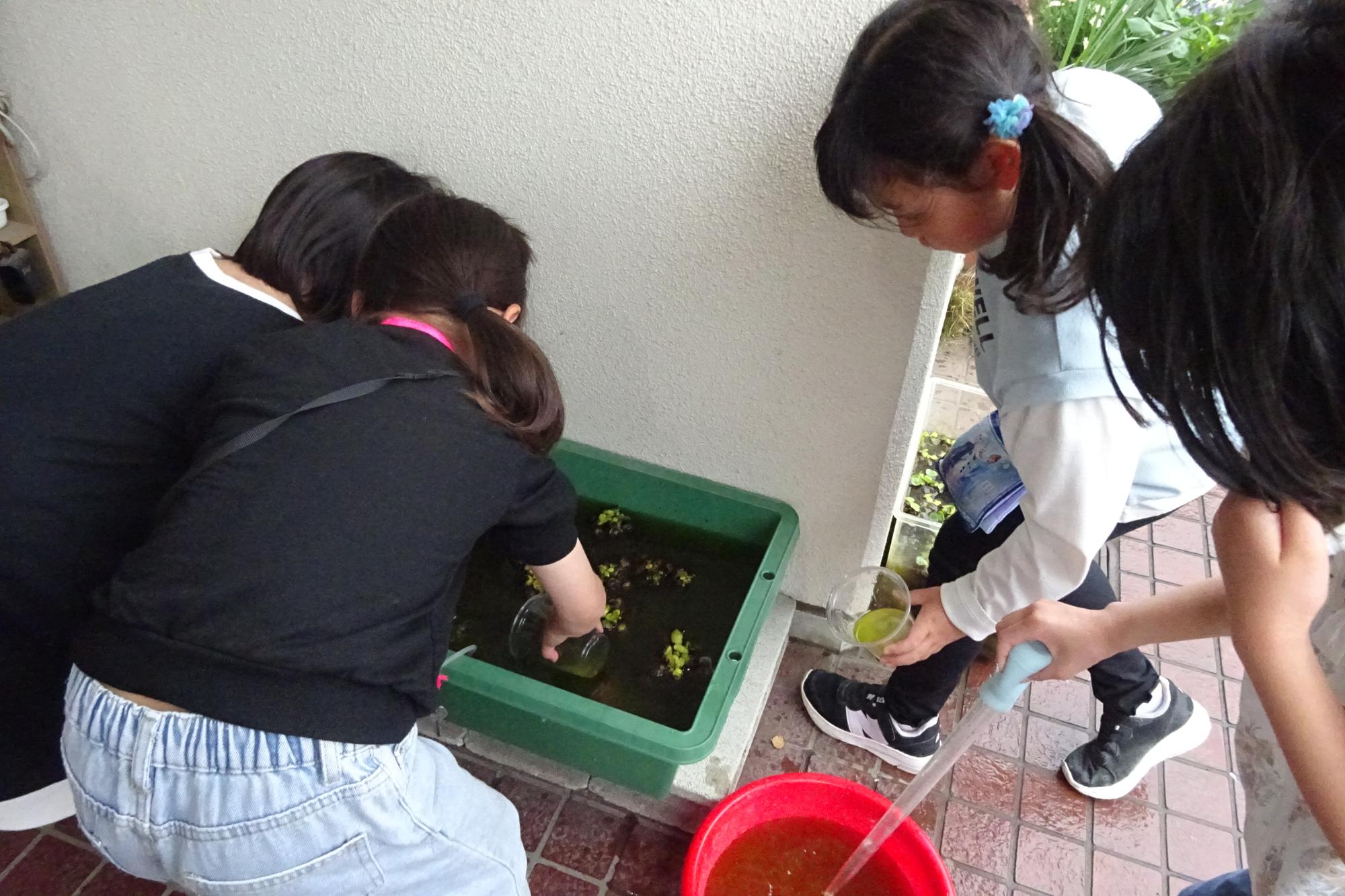 2026年4月_いきものがかりの様子1