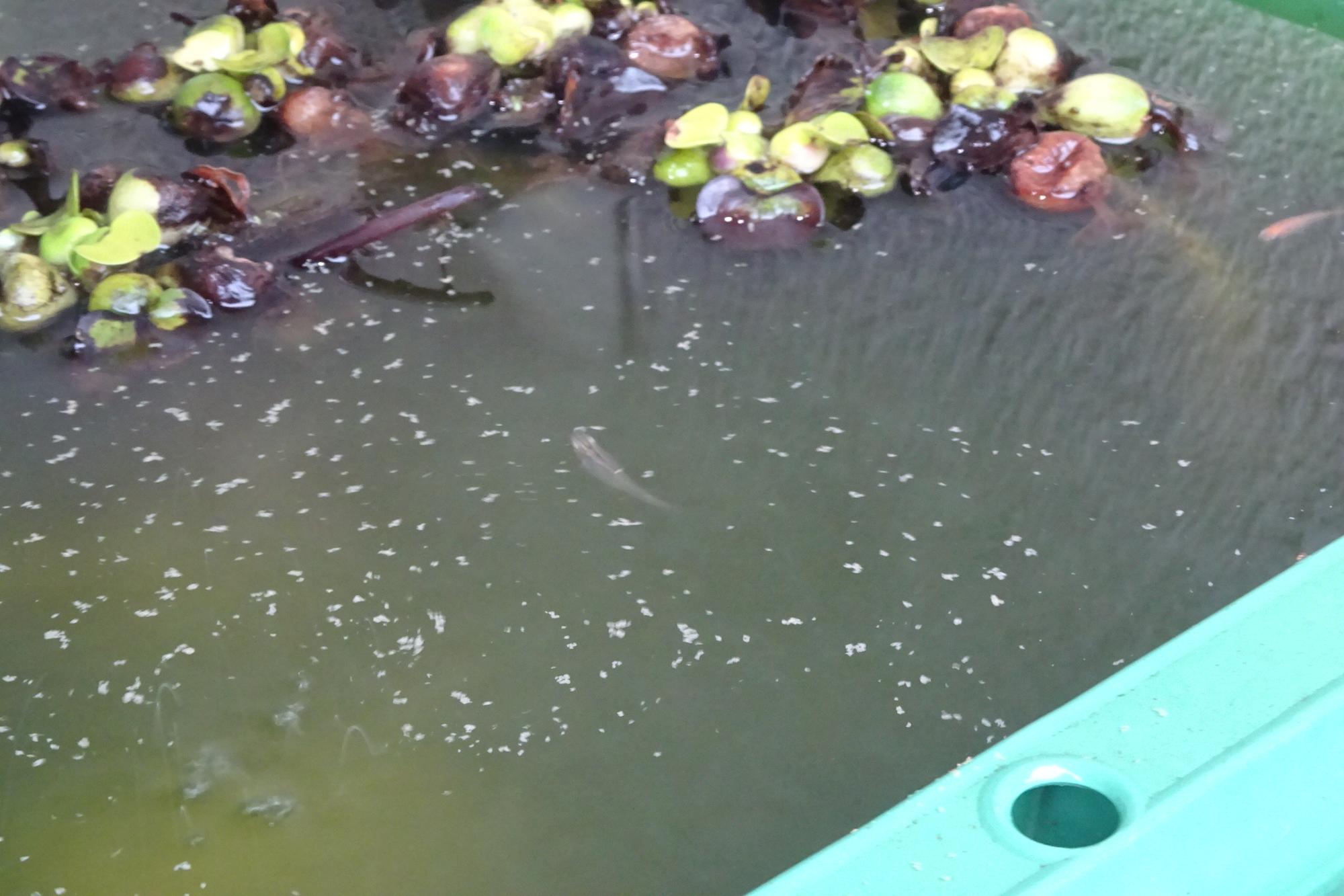 2026年4月_いきものがかりの様子5