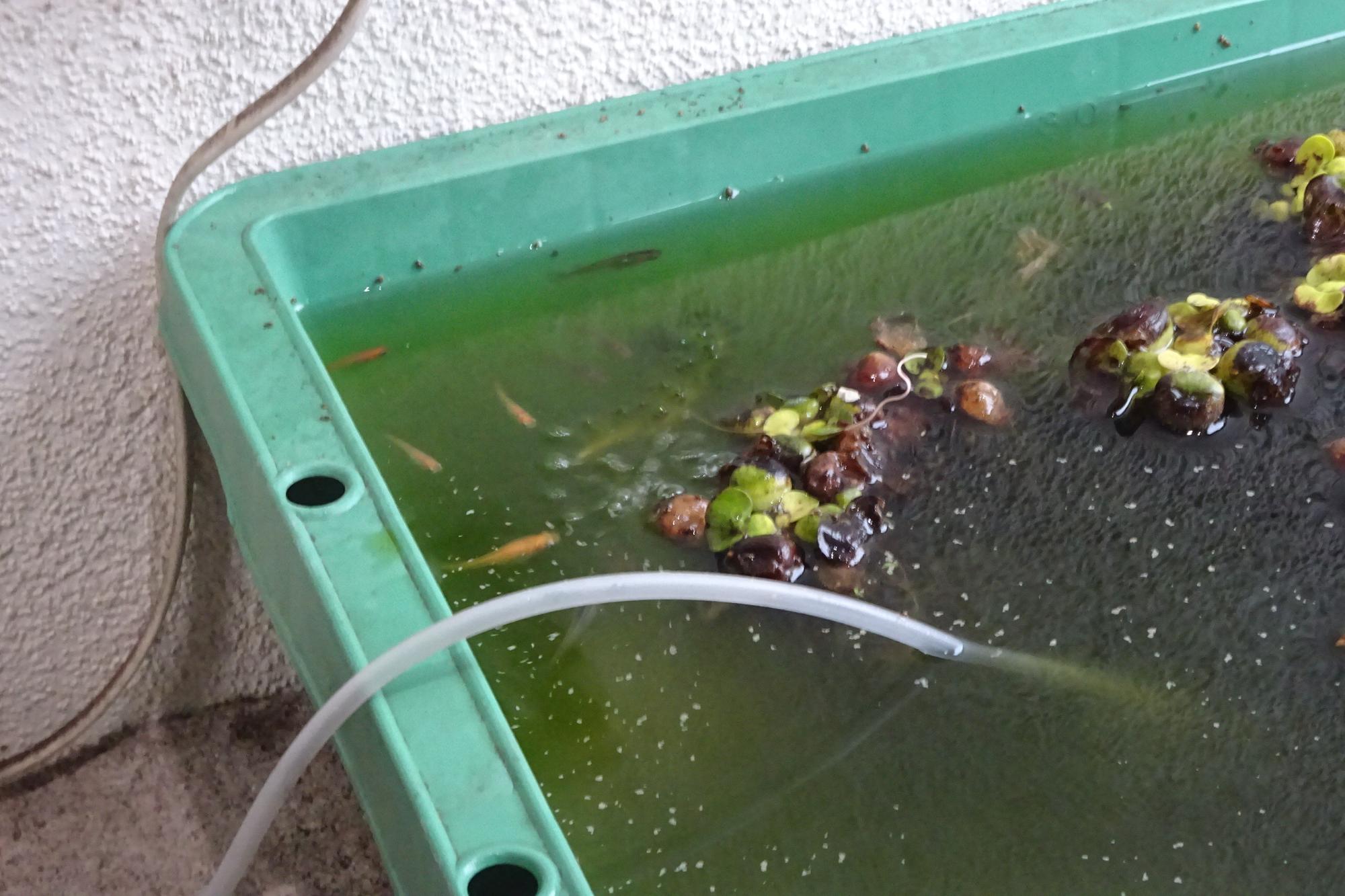 2026年4月_いきものがかりの様子6