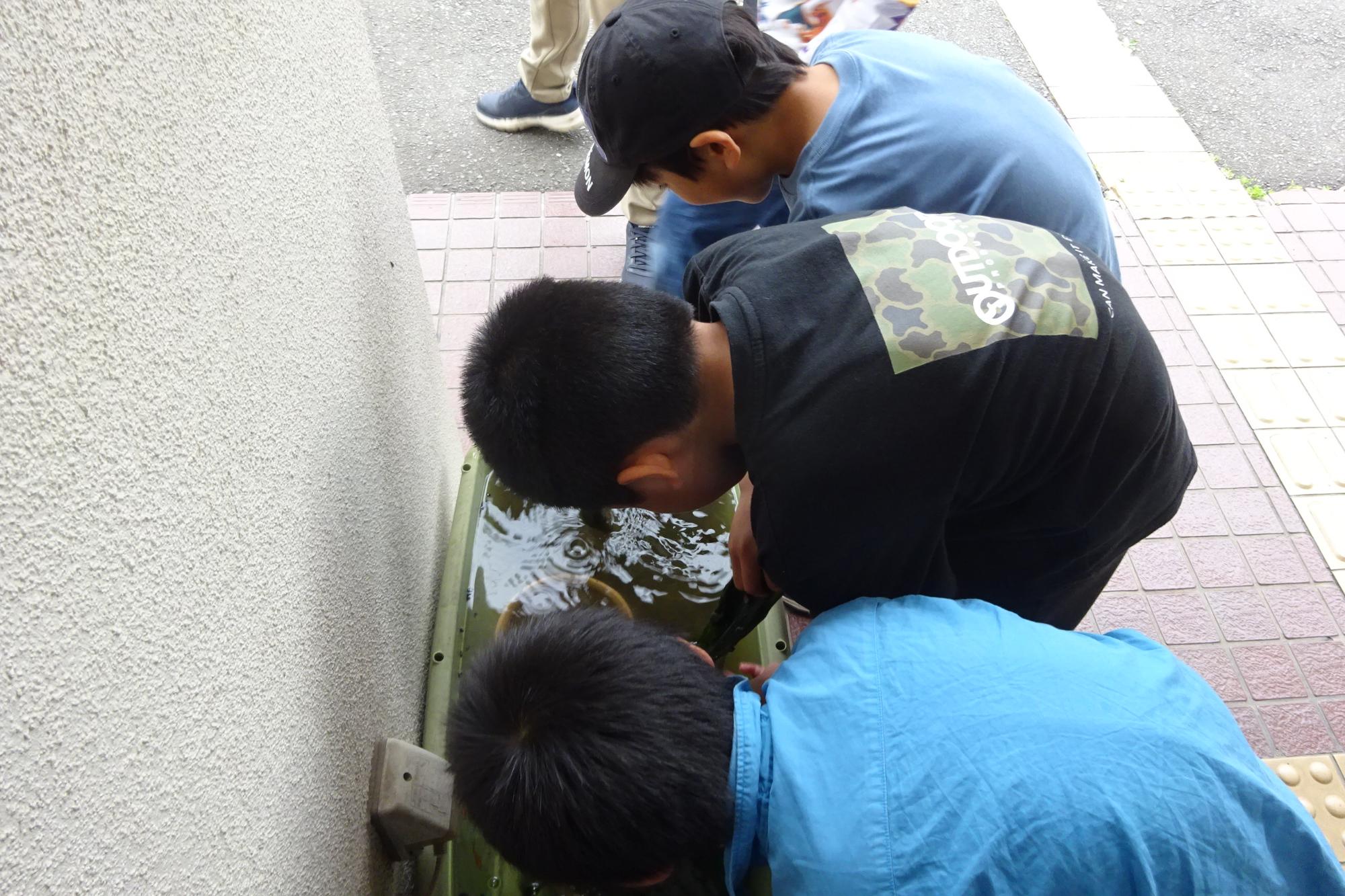 いきものがかり俱楽部