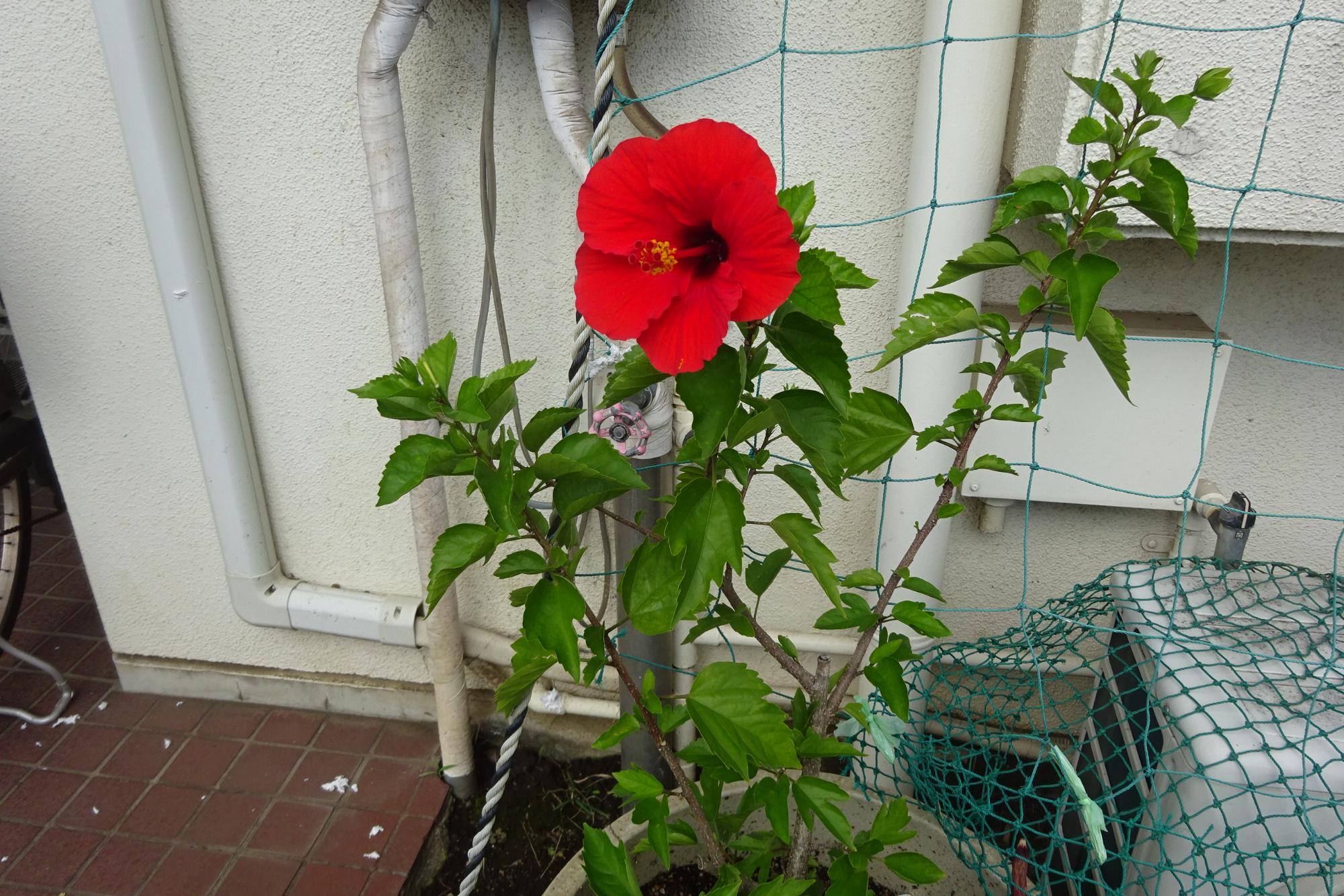 日常生活の様子