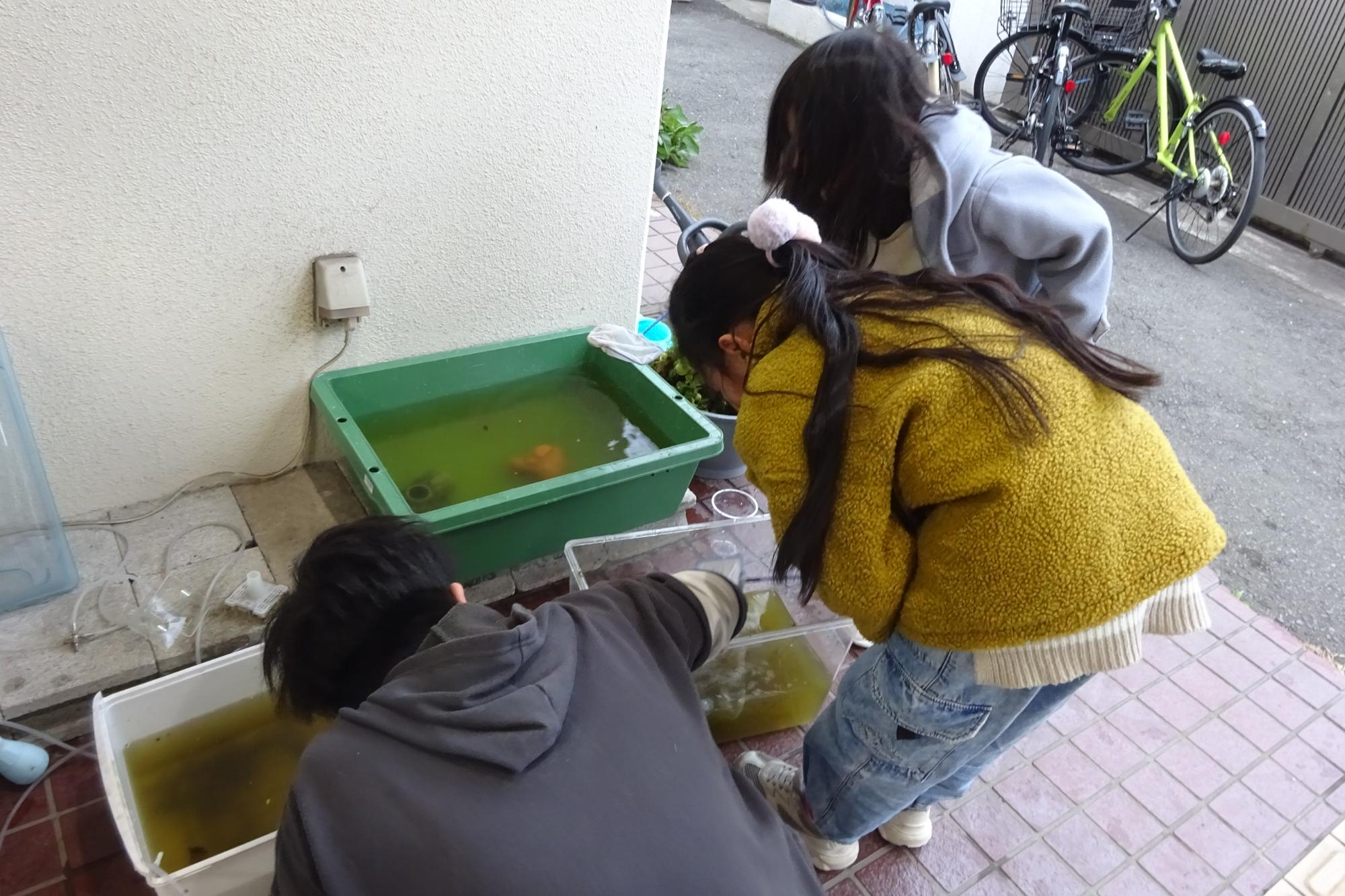 いきものがかり俱楽部