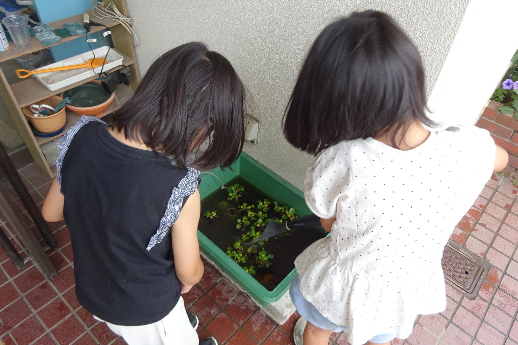 2026年6月_いきものがかりの様子1