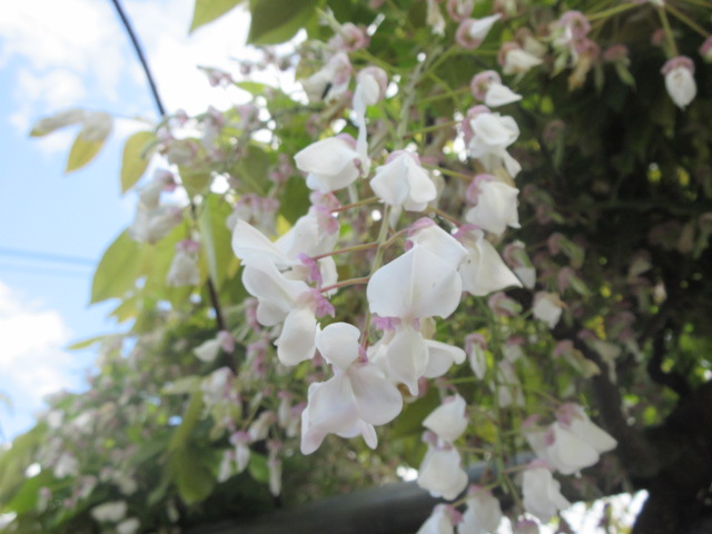 キレイに咲いた藤の花の写真