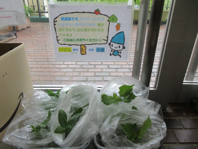 こ文で育ったバジルと大葉を利用者にフリーで持ち帰れるようにしてる写真