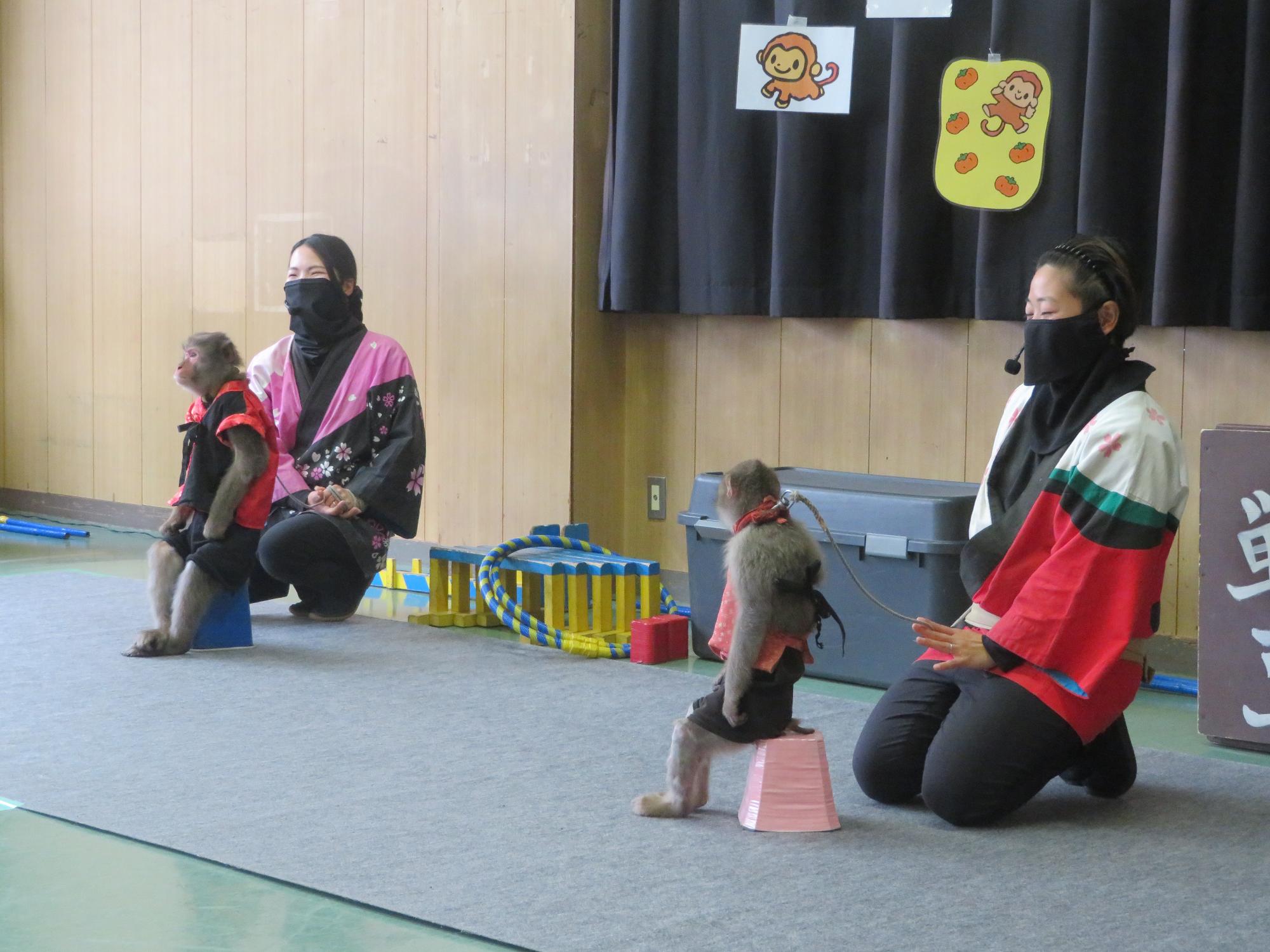 猿を紹介している写真