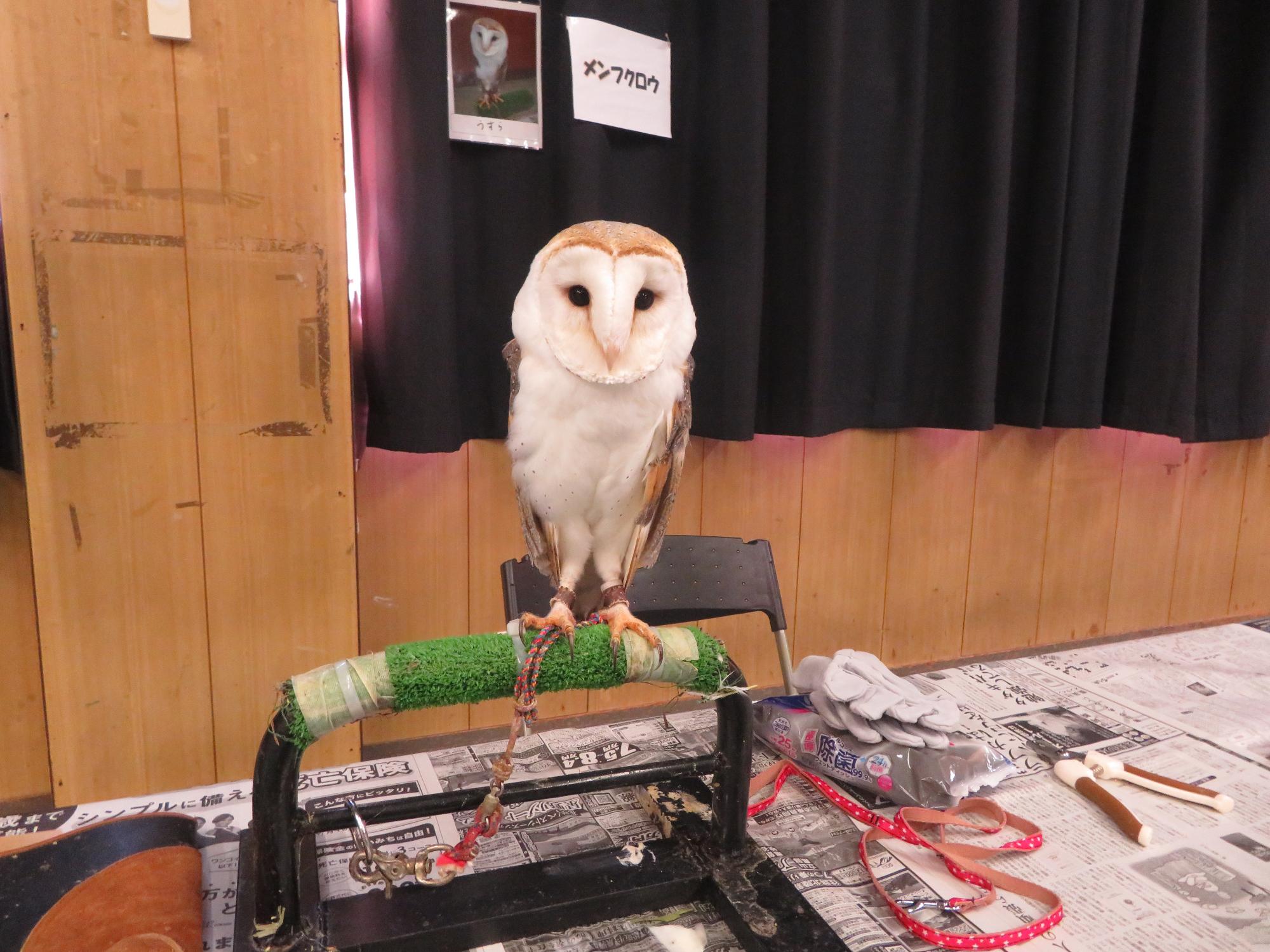 メンフクロウのうずらの写真