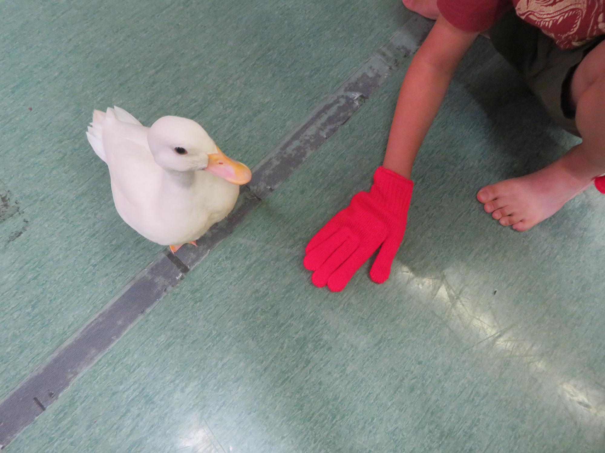 アヒルと触れ合うこどもの写真