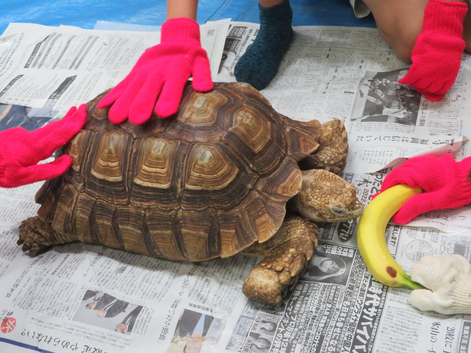 リクガメの甲羅を撫でてバナナをあげている写真