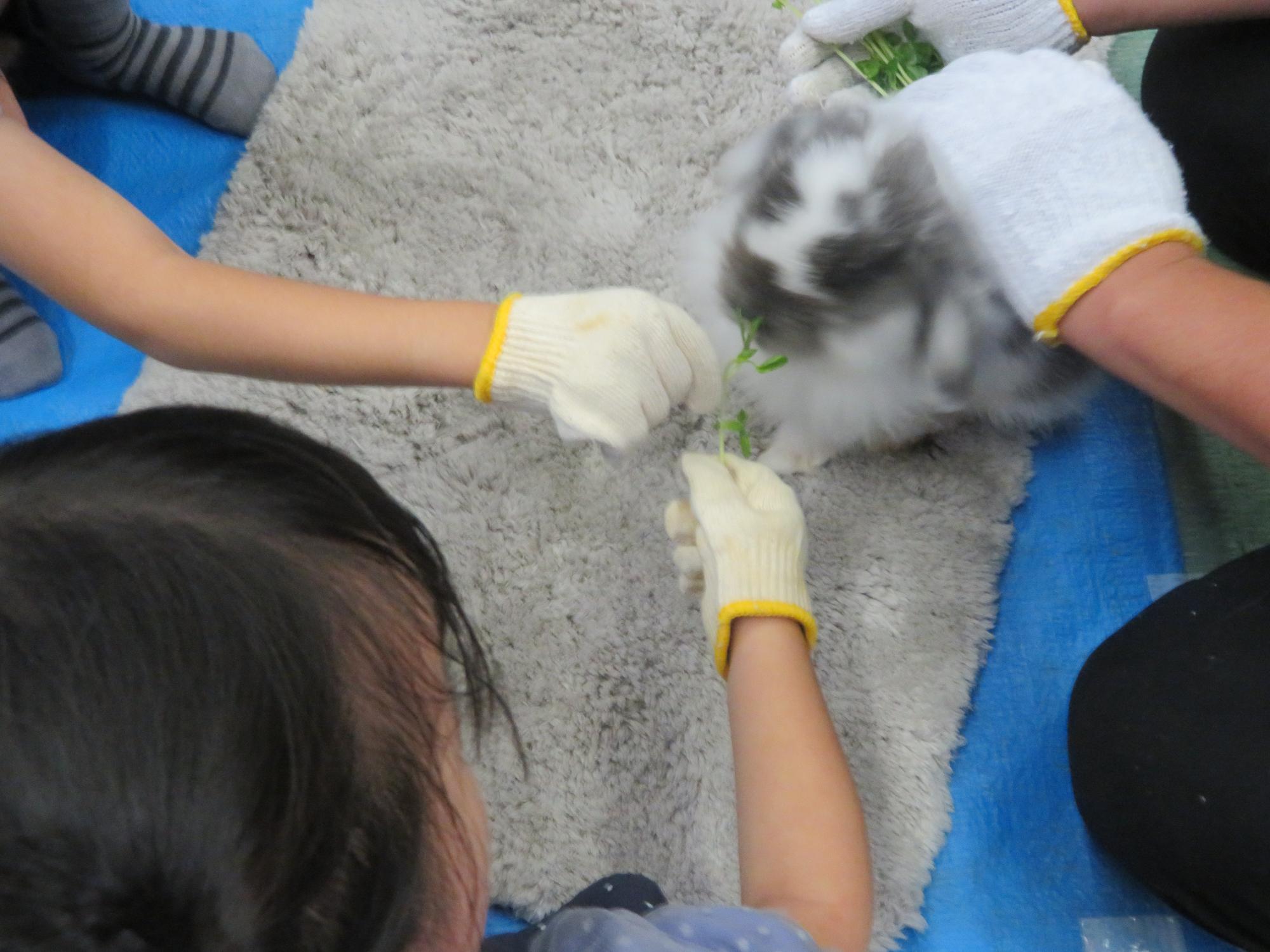 ウサギにエサやりをしている様子の写真