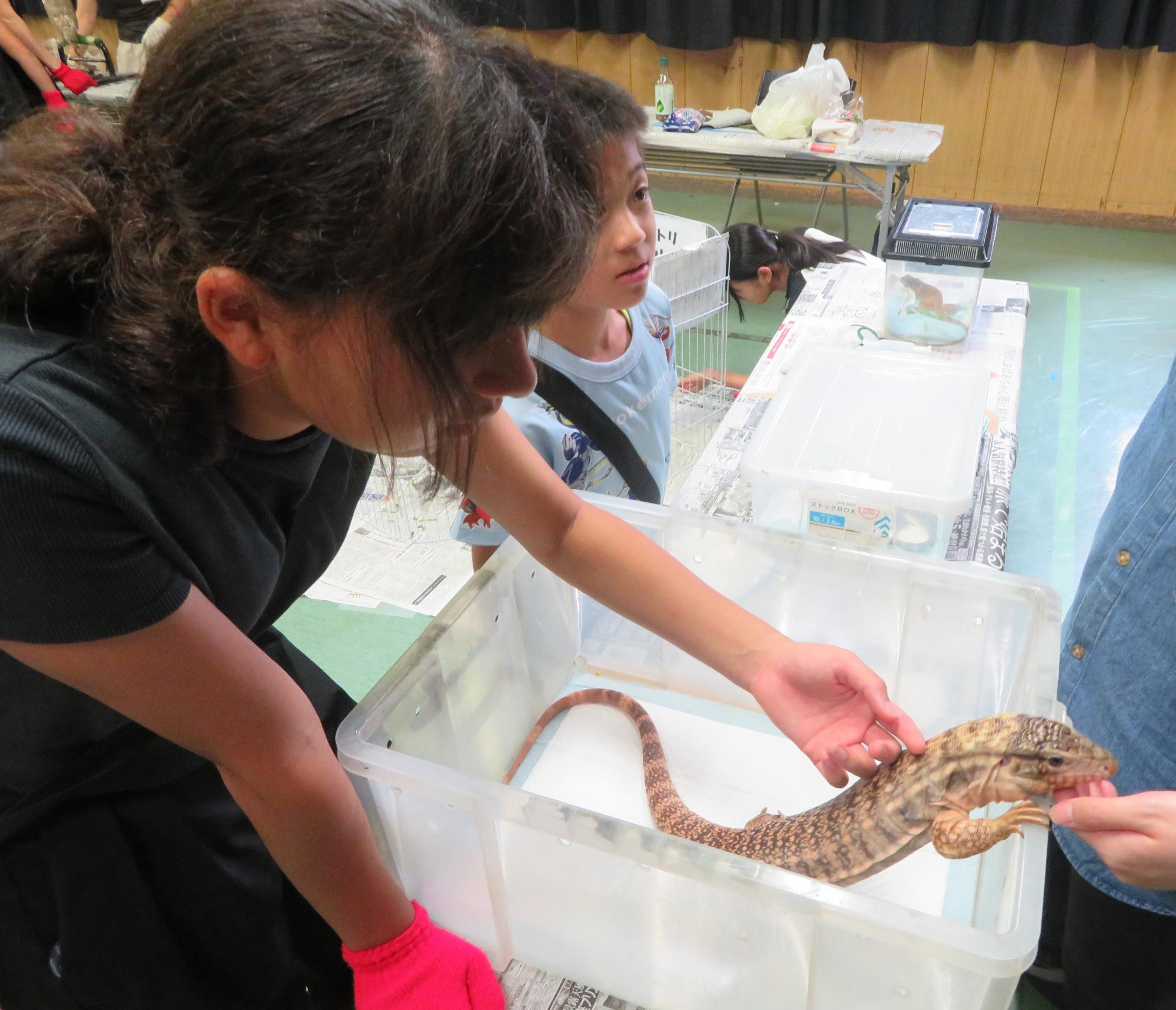 レッドテグーと触れ合うこどもの写真