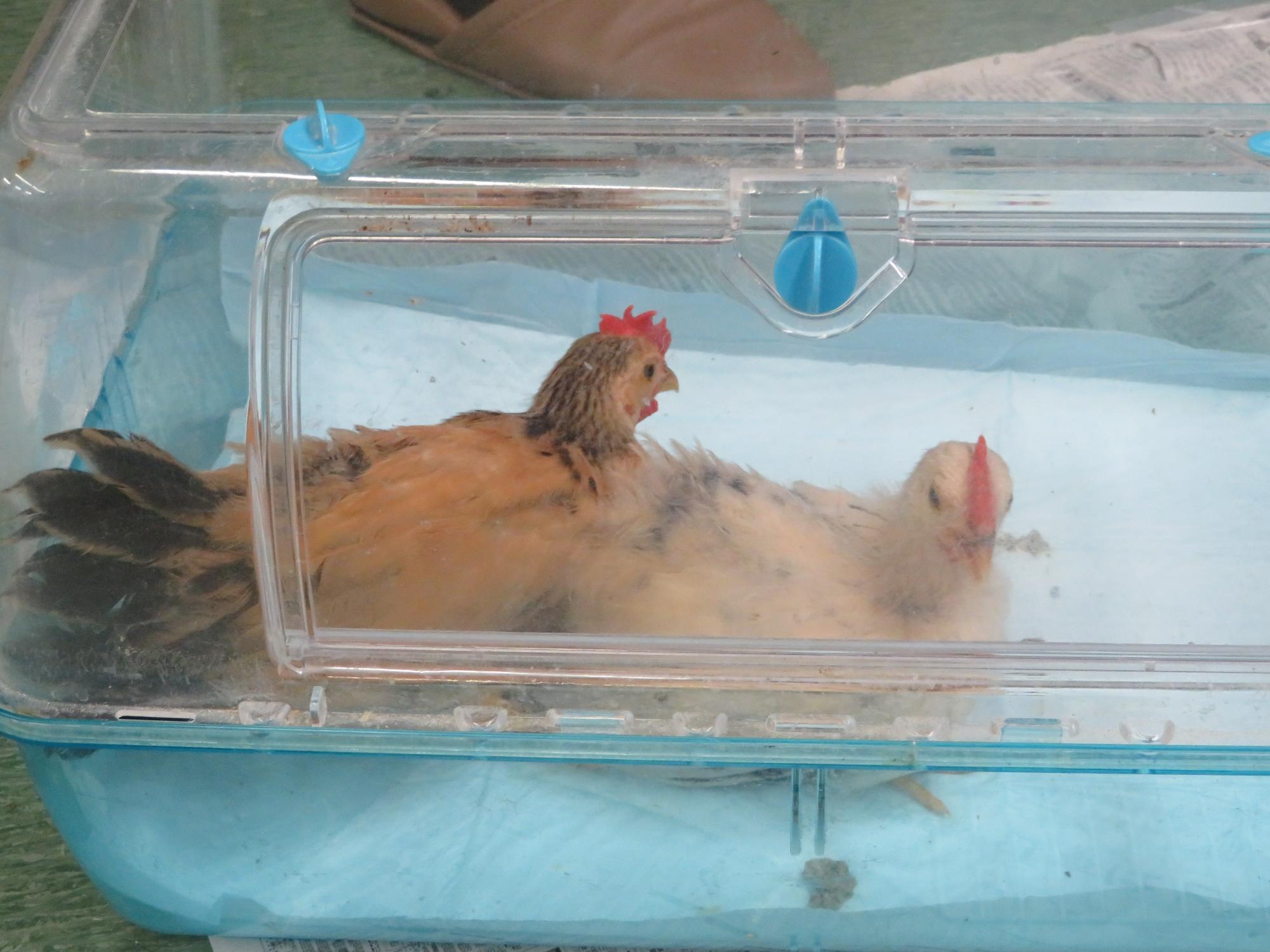 小さなニワトリの写真