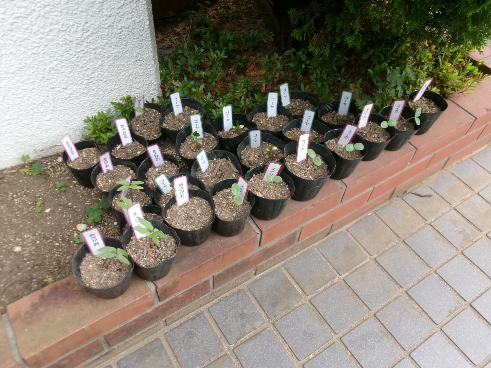 ポッドに植えられているゴーヤやスイカの苗の写真