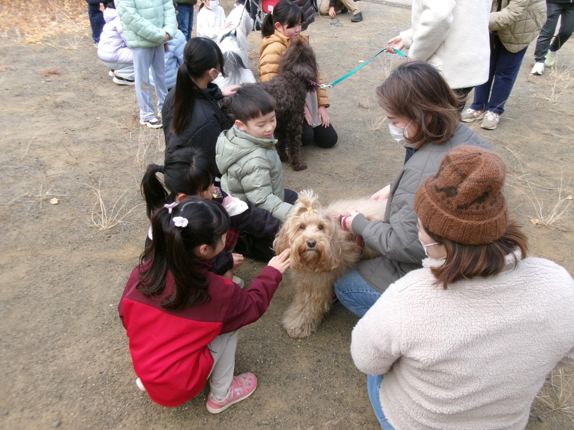 犬と触れ合っている子どもたちの写真