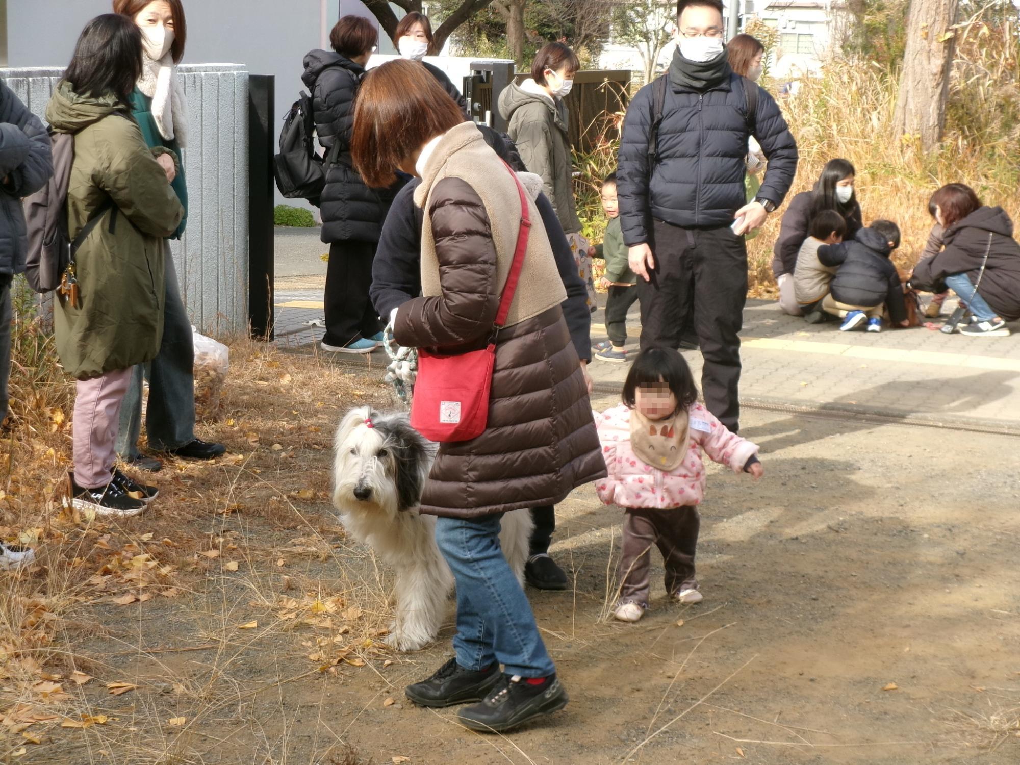 犬のお散歩体験をしている幼児の写真