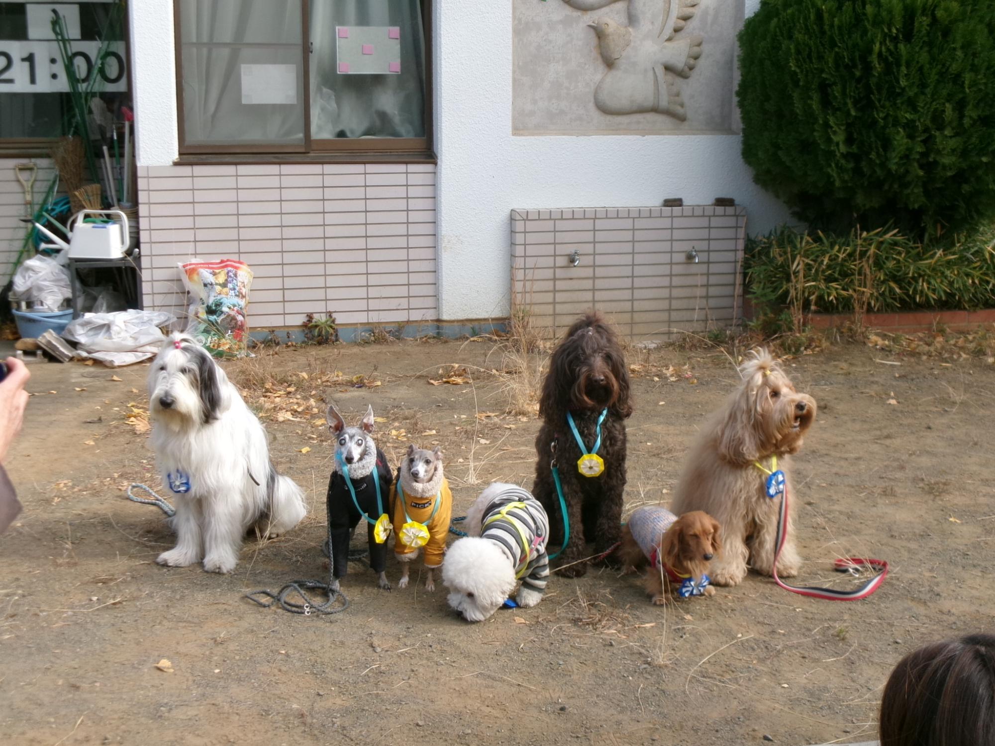 7匹の犬の集合写真