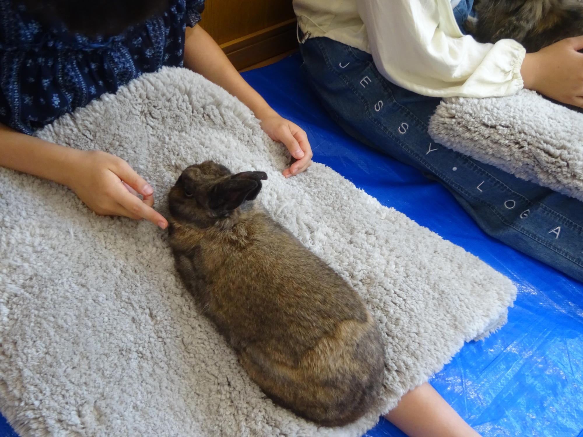 うさぎとのふれあい写真