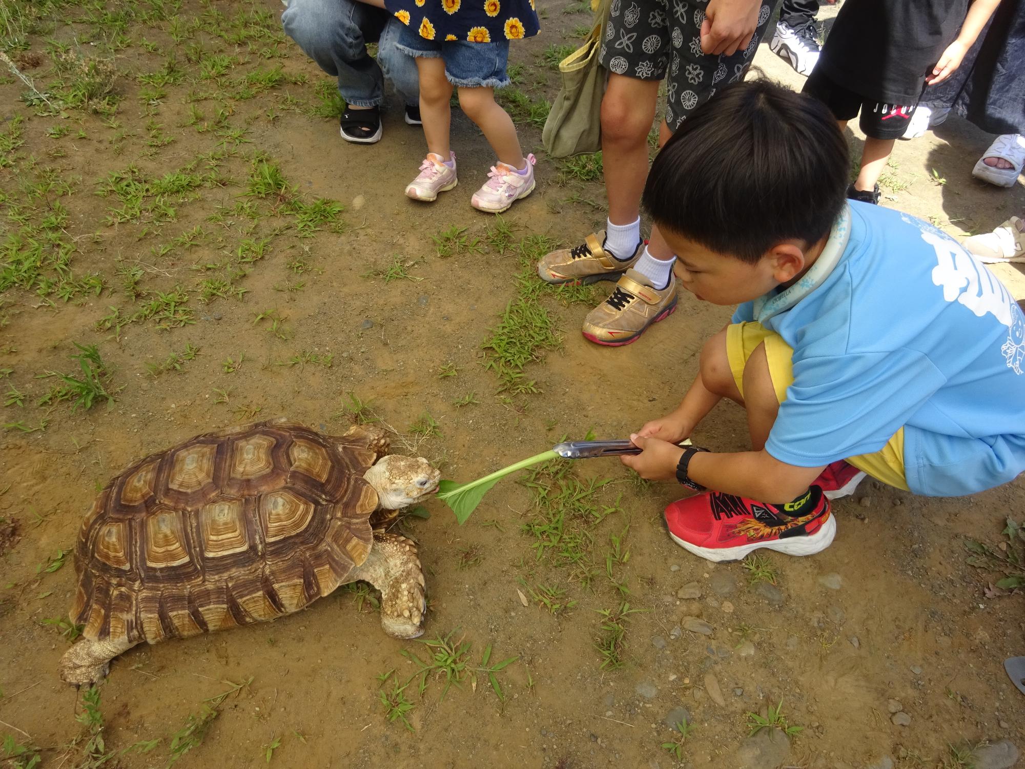 リクガメにエサをあげている写真