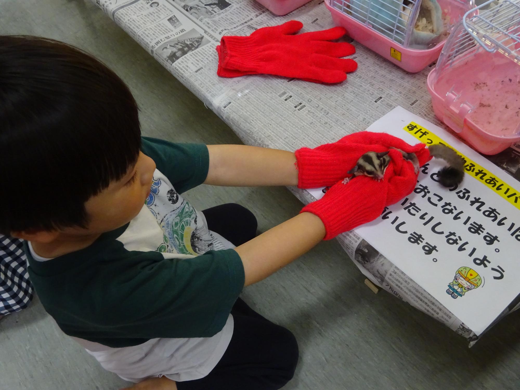 モモンガと幼児さんのふれあい写真
