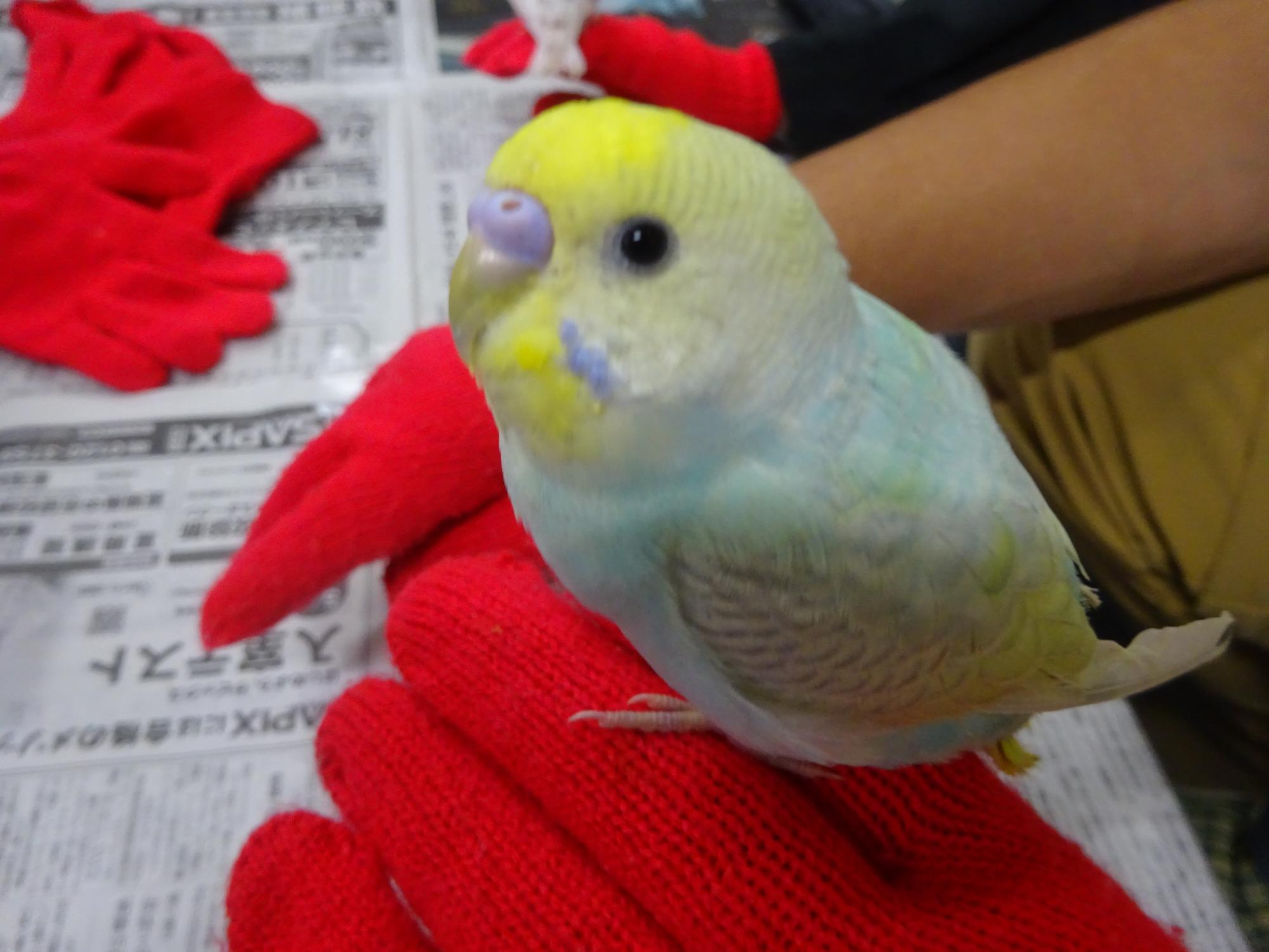 インコの写真
