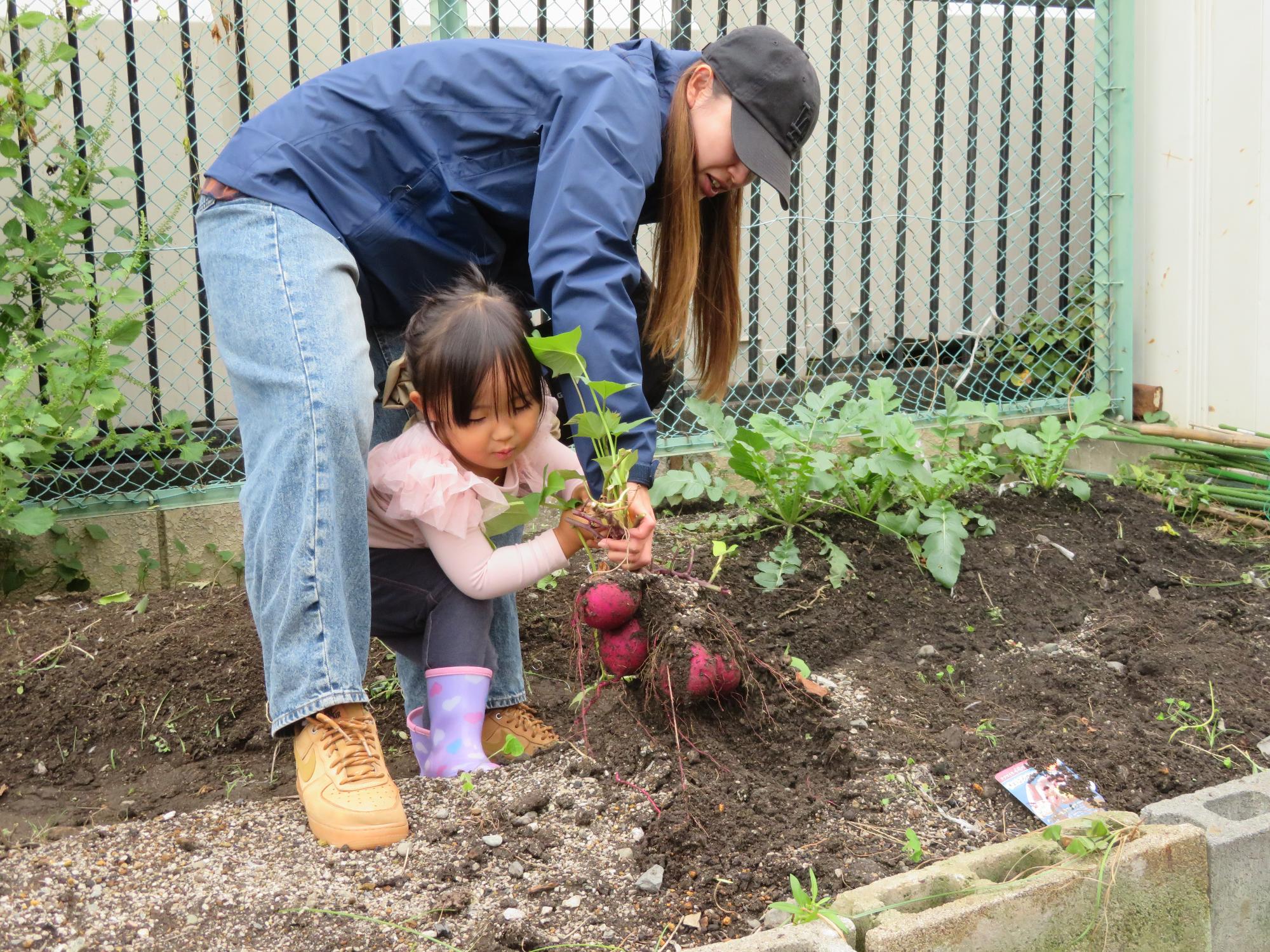 さつまいも掘りの写真