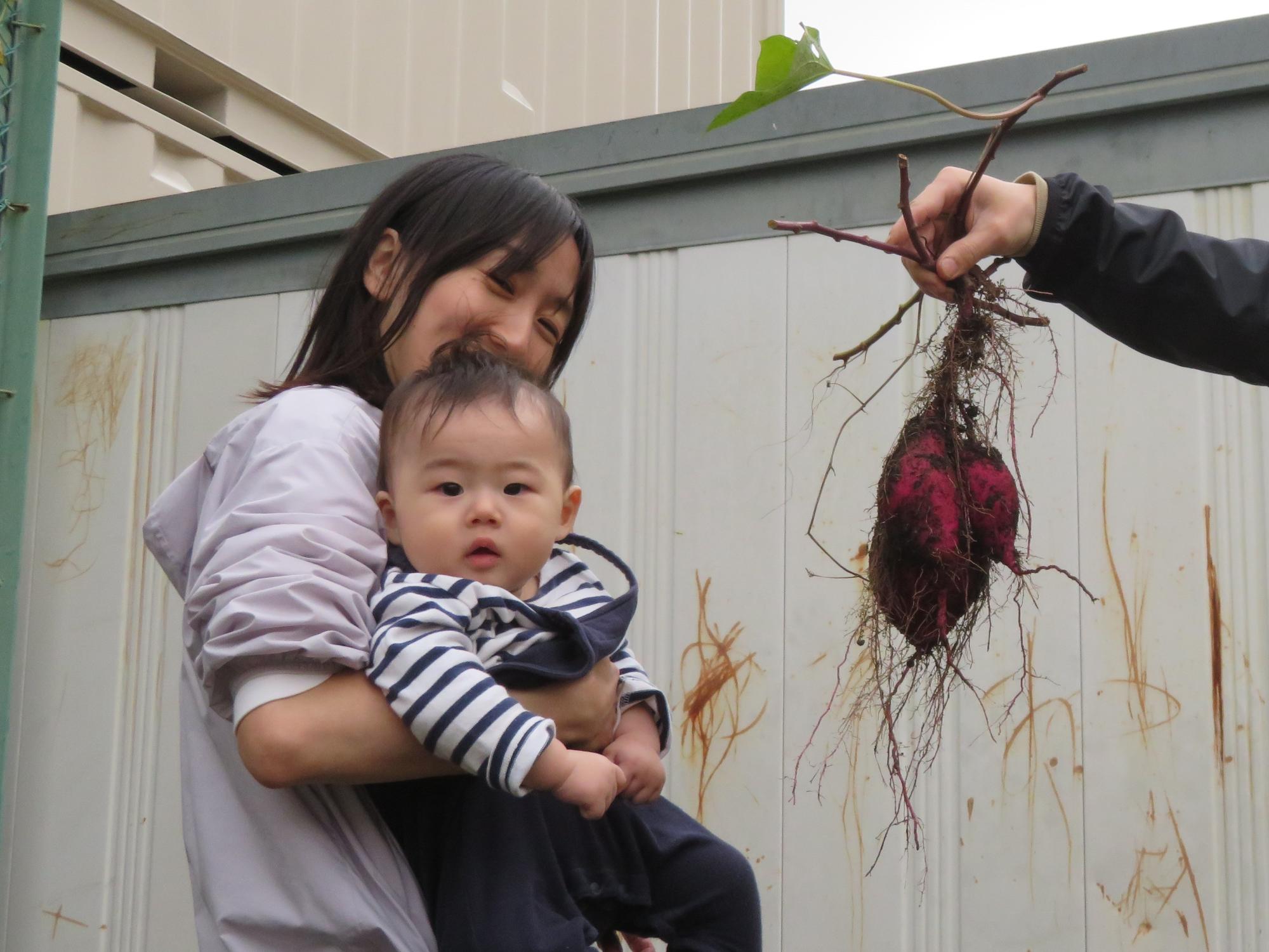 さつまいも掘りの写真
