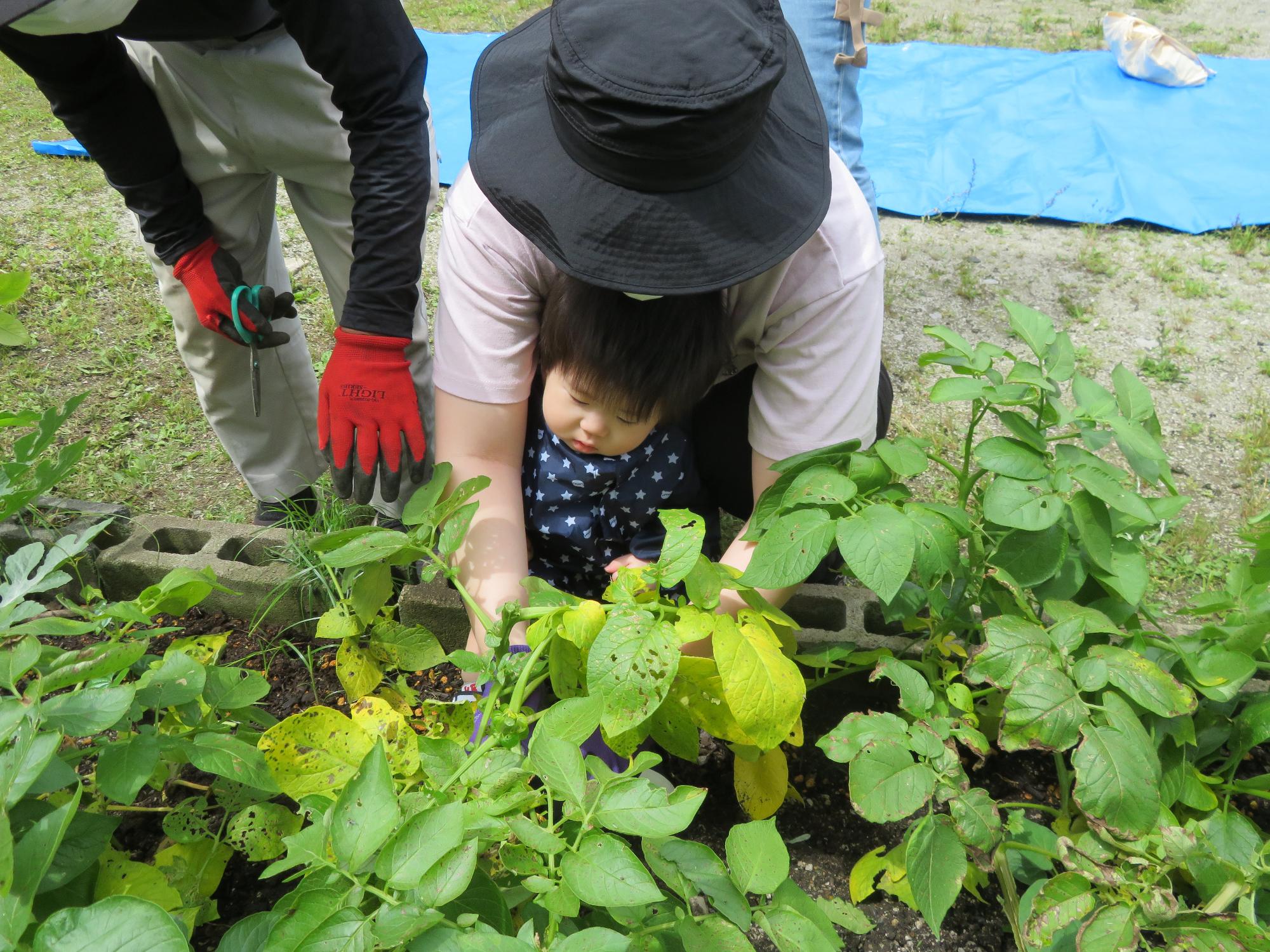 じゃがいもほりほりで畑を掘っている写真