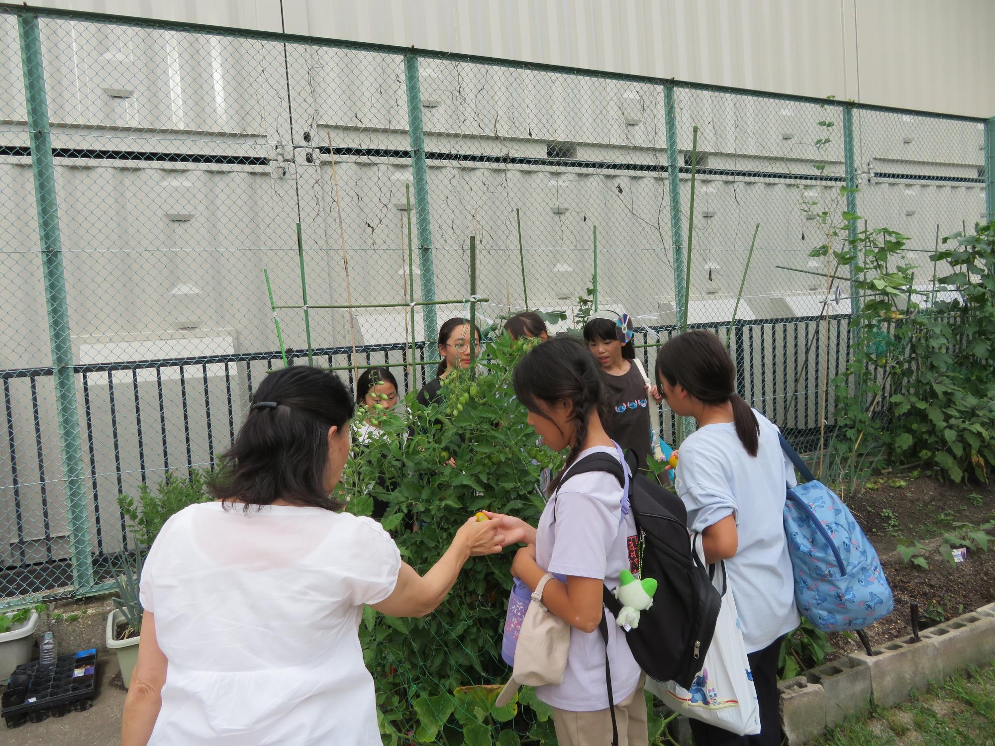 トマトを収穫している小学生の写真