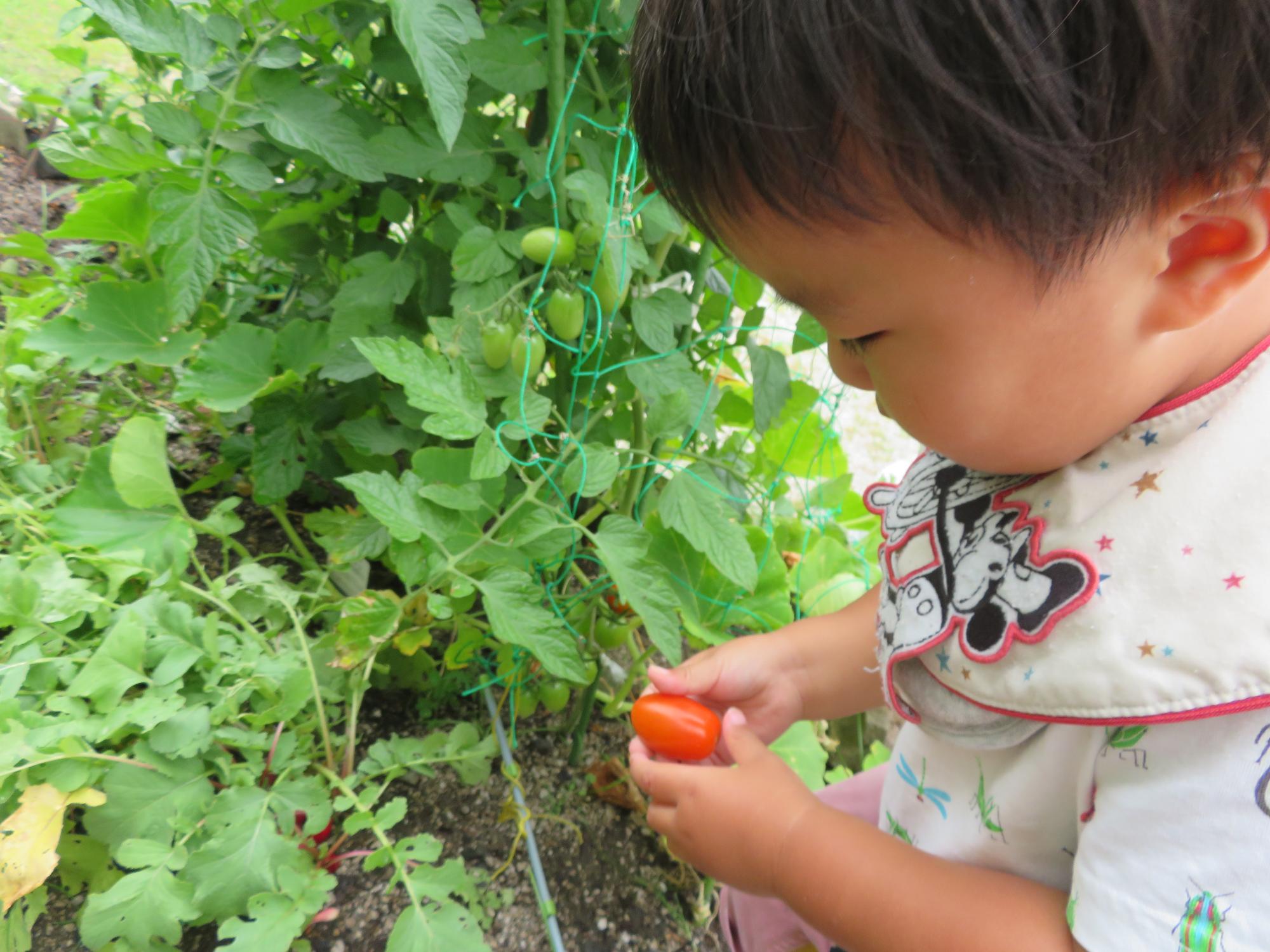 トマトを収穫している幼児さんの写真