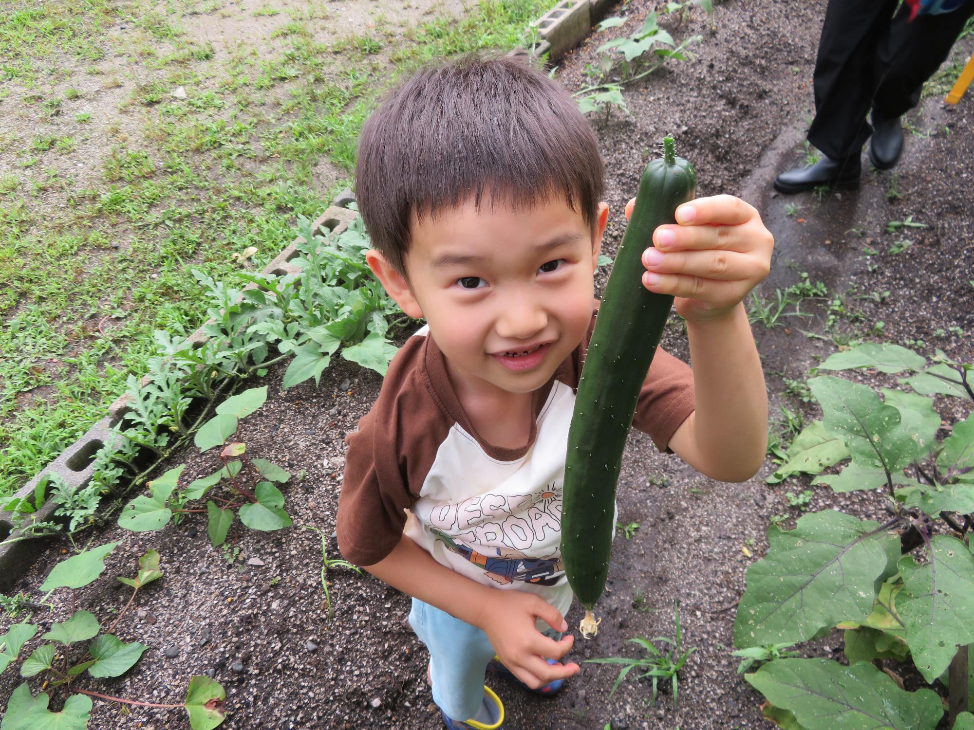 キュウリを収穫している幼児さんの写真