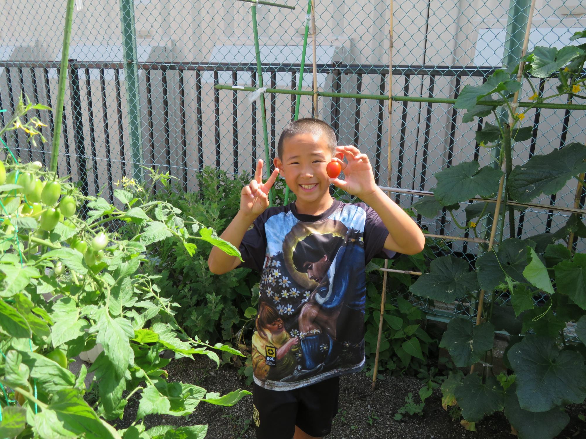 トマトの収穫をした小学生の写真