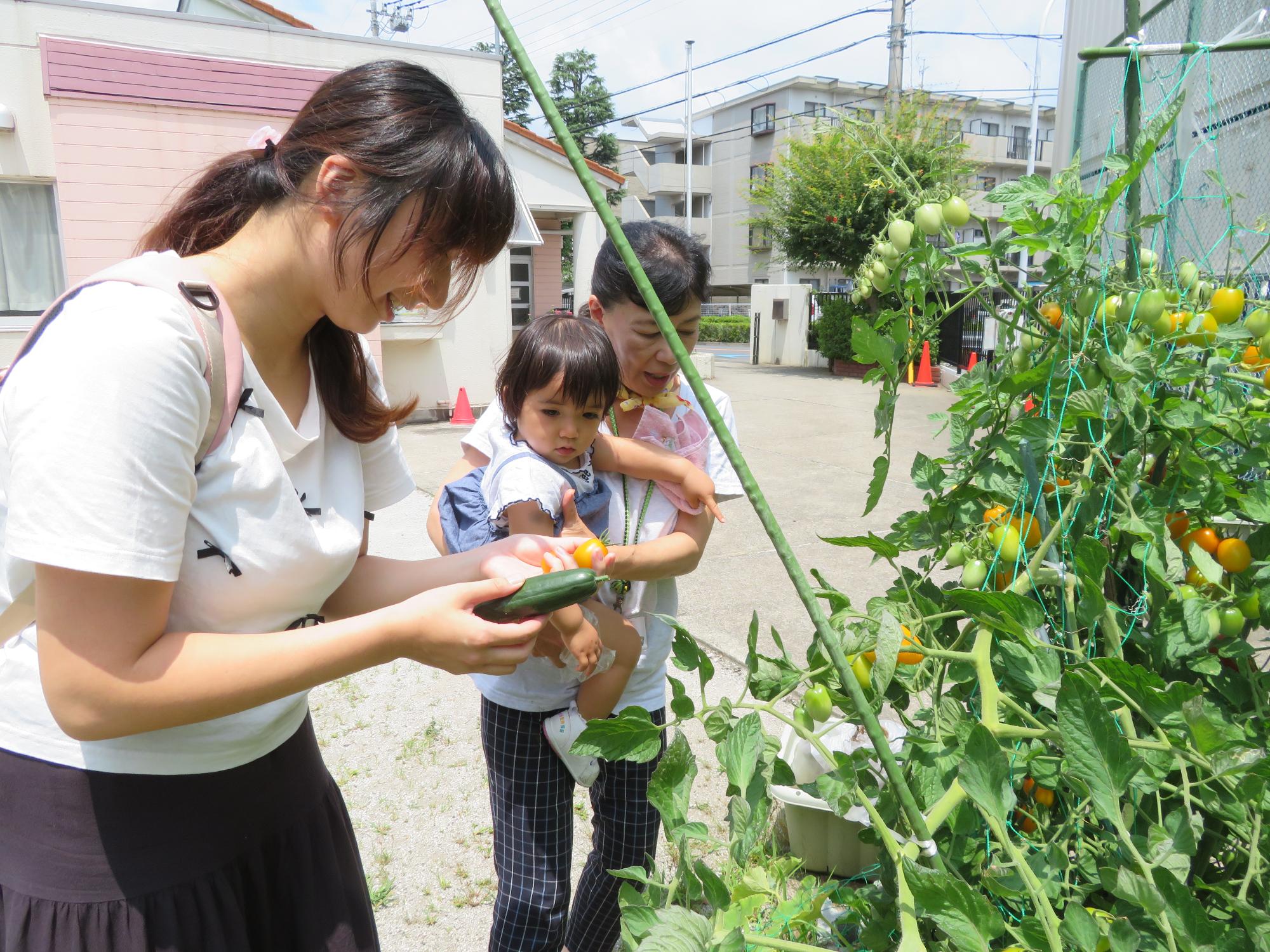 中庭でキュウリとトマトを栽培する乳幼児親子の写真
