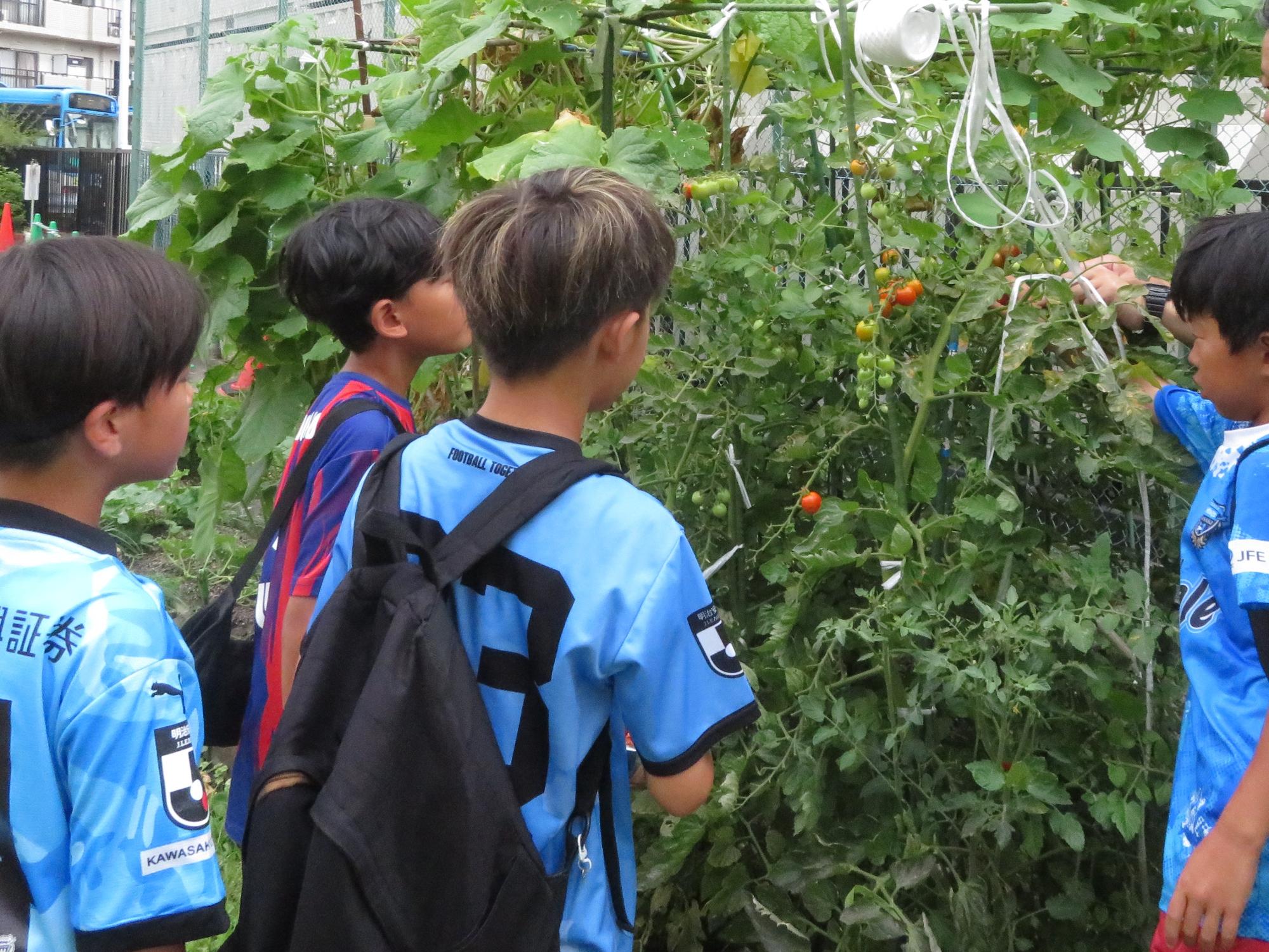 野菜を収穫する小学生の写真