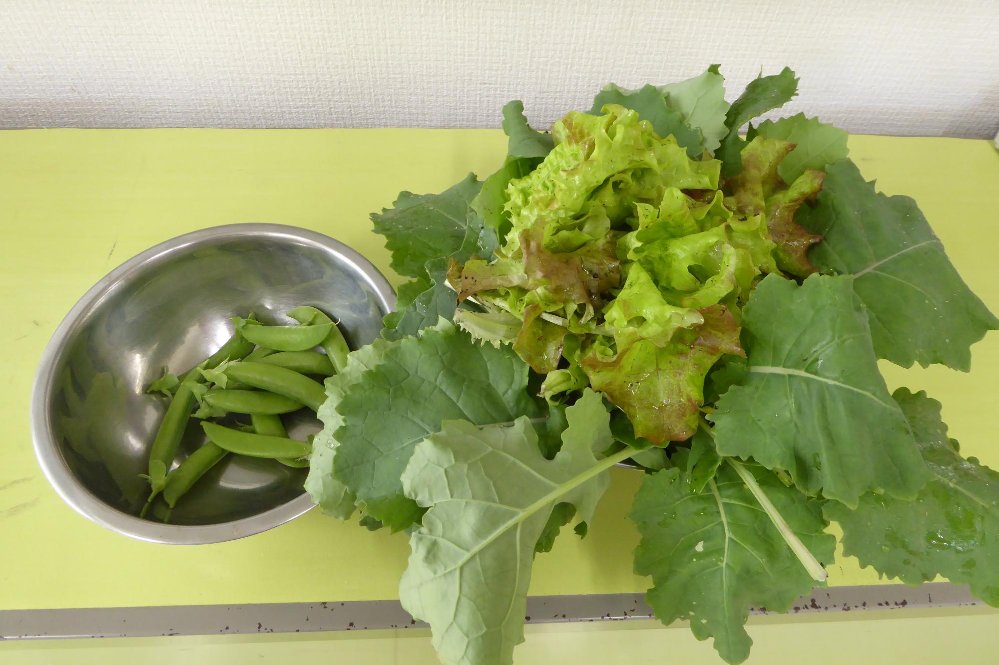 収穫した野菜