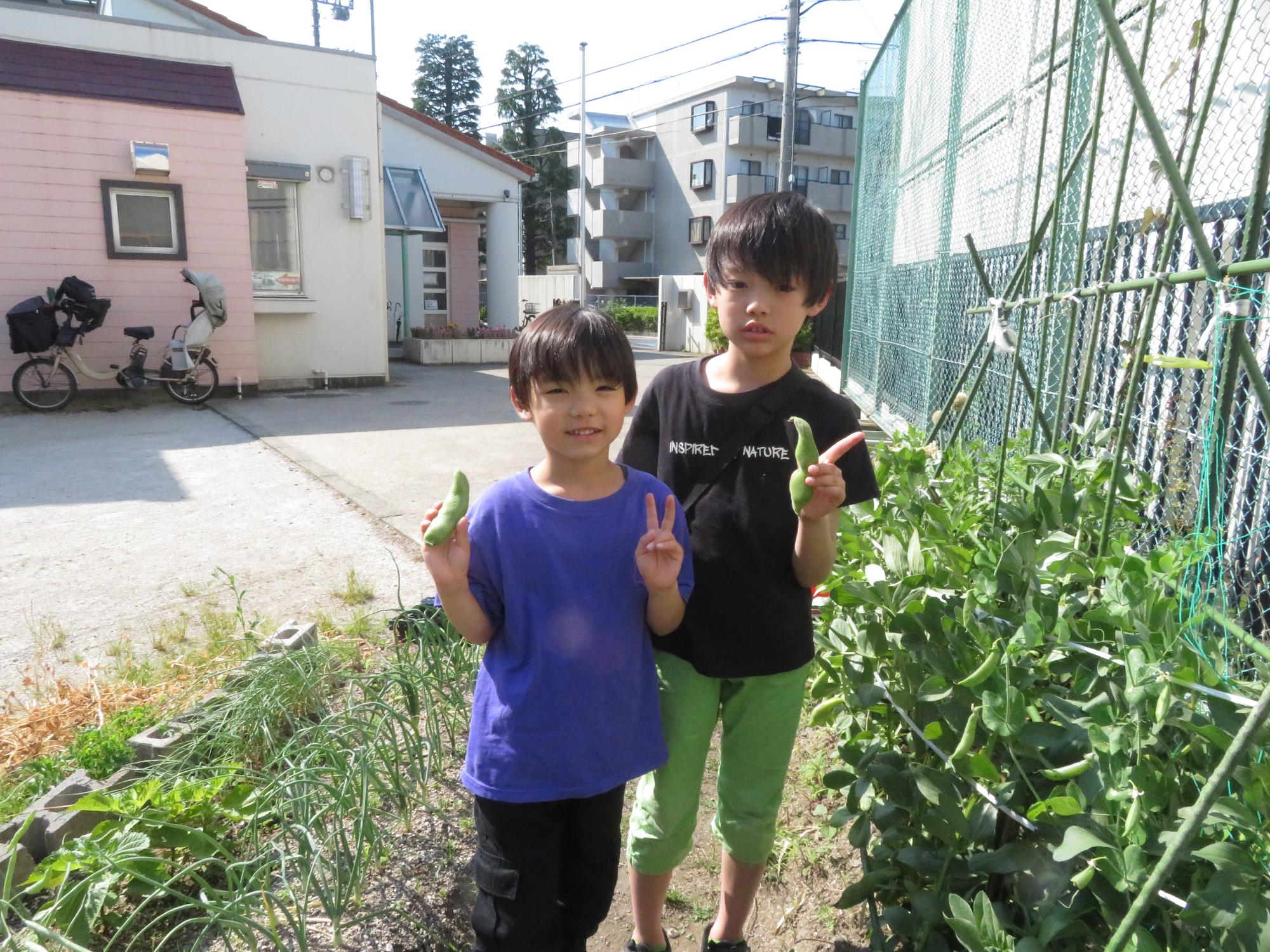 そら豆を収穫した子どもたちの写真