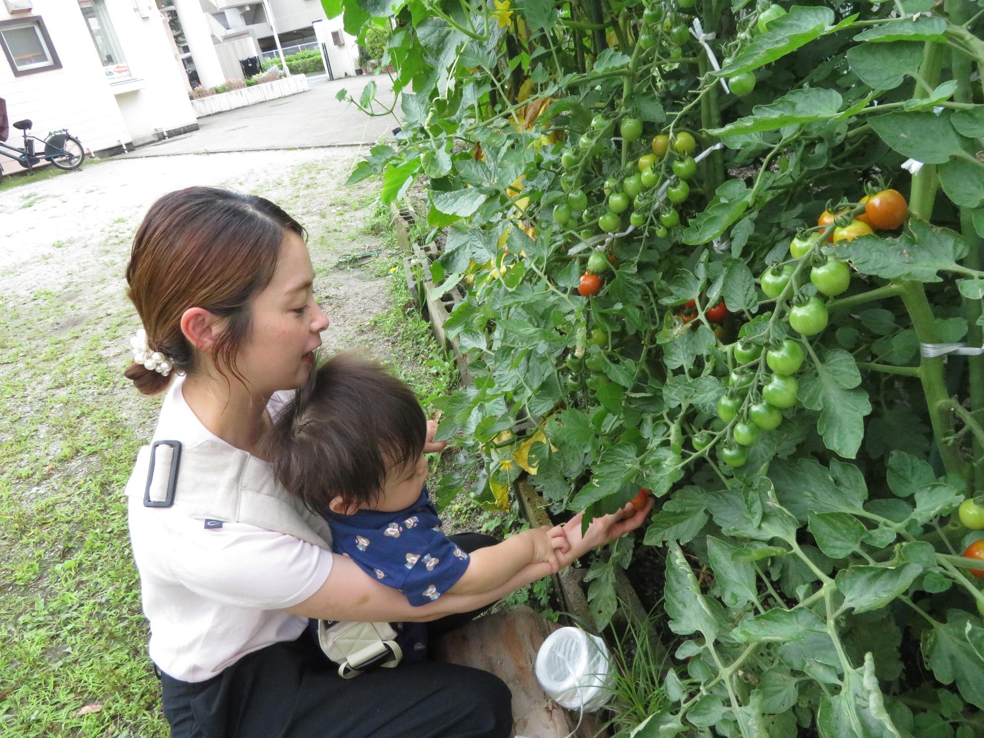 野菜を収穫する親子の写真