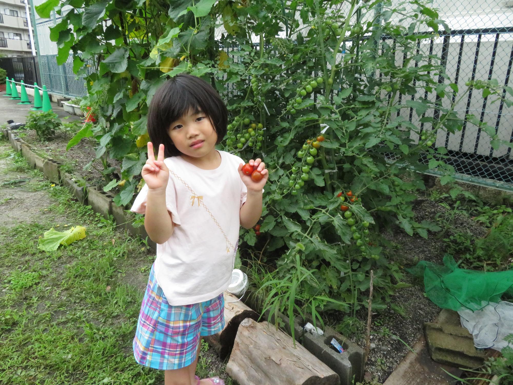 野菜を収穫するこどもの写真
