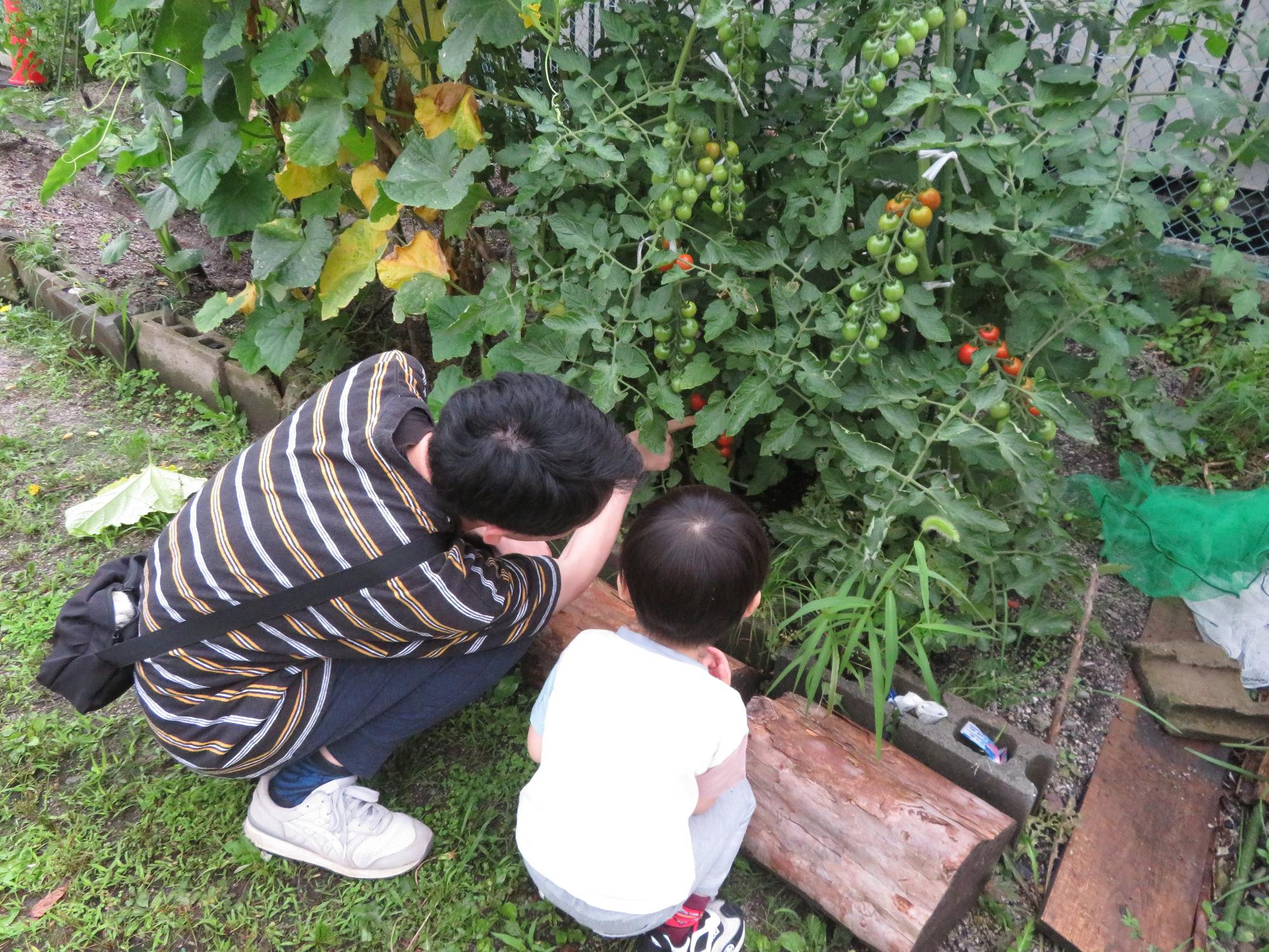 野菜を収穫する親子の写真