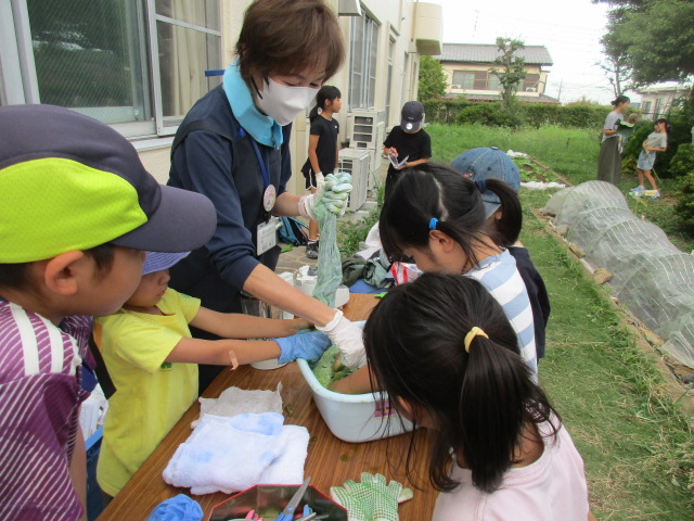 農園クラブ藍染をしている写真