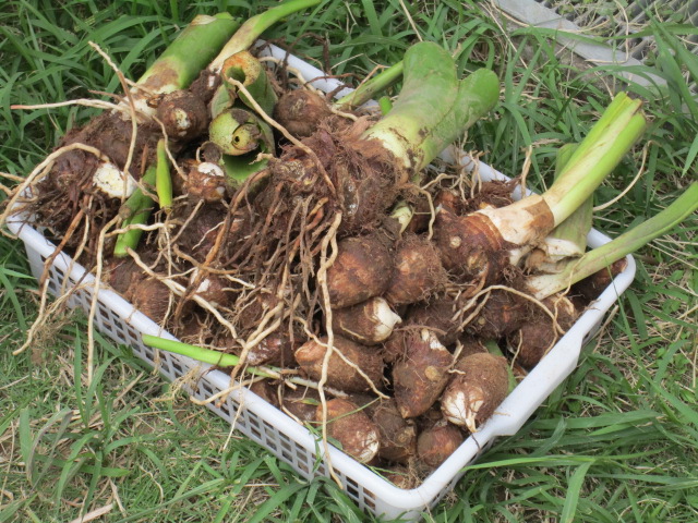 農園クラブ里芋収穫の写真