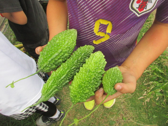 農園クラブゴーヤ収穫の写真