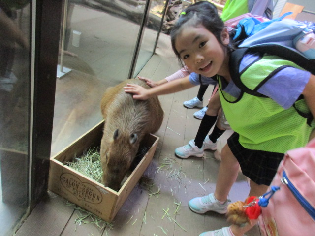 川崎水族館遠足カピバラをなでている写真