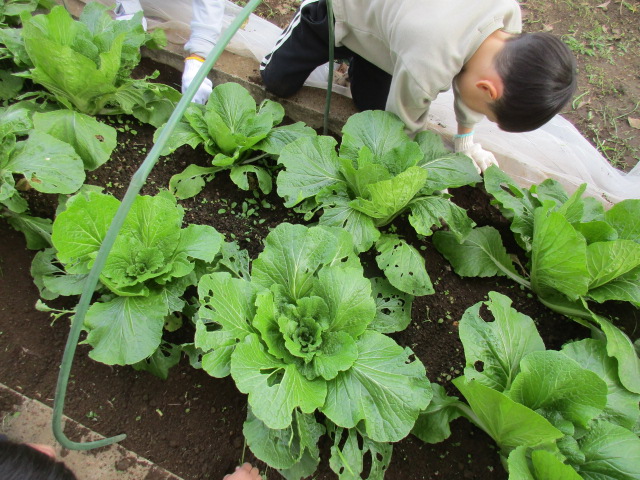 ベジッコみなみの写真